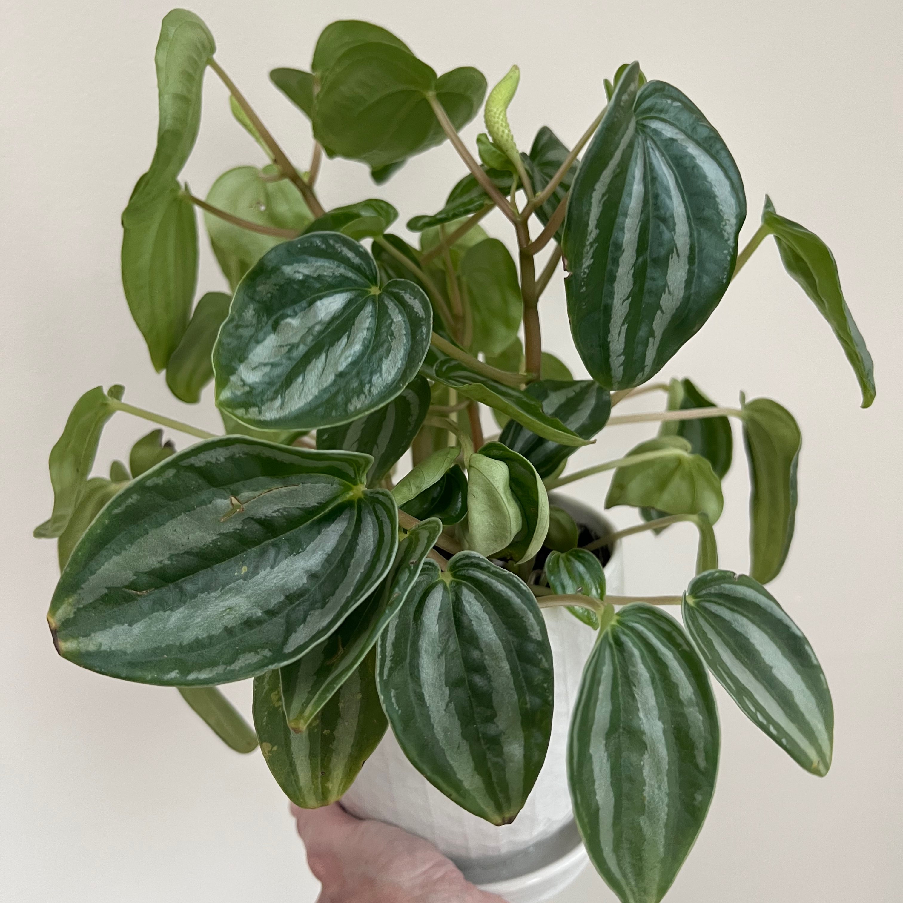 🍉 Propagating Watermelon Peperomia Stepbystep Guide