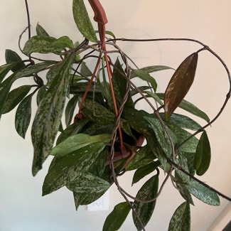 Hoya Pubicalyx plant in Catonsville, Maryland