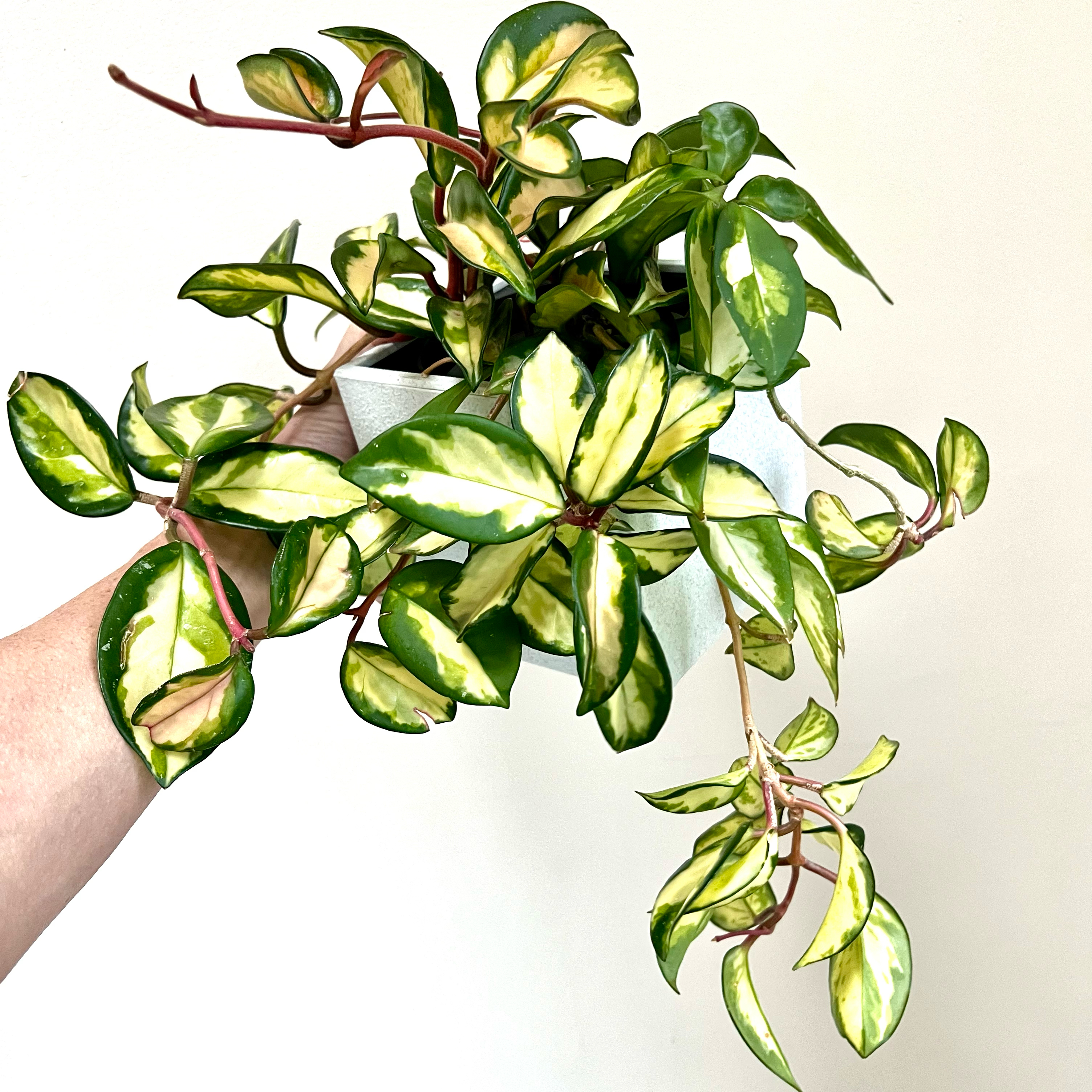 Krimson Princess Hoya plant with variegated leaves held by a hand.
