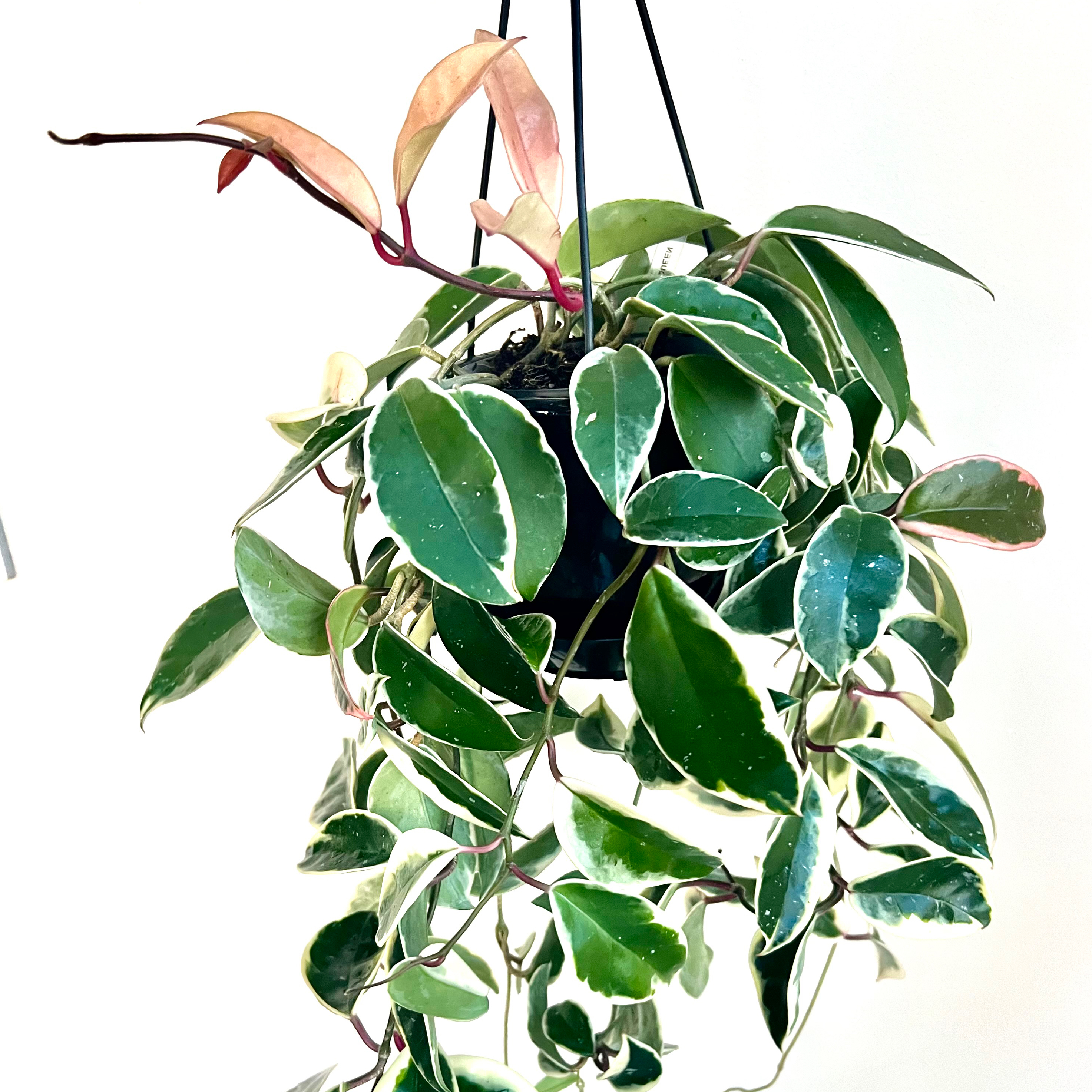 Hoya Krimson Queen plant with variegated leaves and reddish new growth.