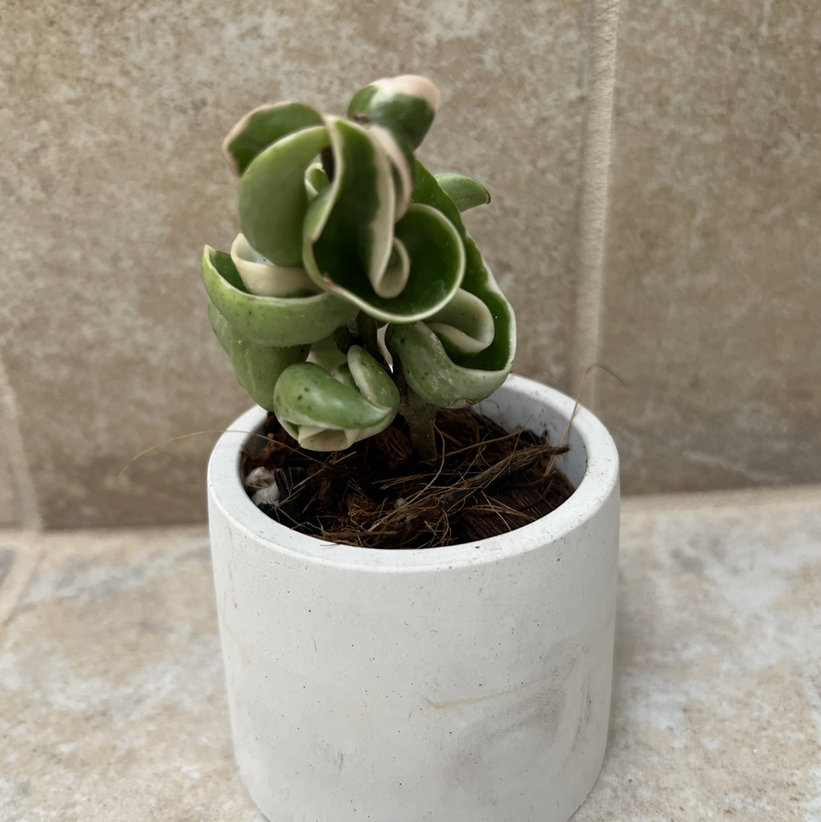 Variegated Hoya carnosa 'Compacta' in a small white pot with healthy, curled leaves.