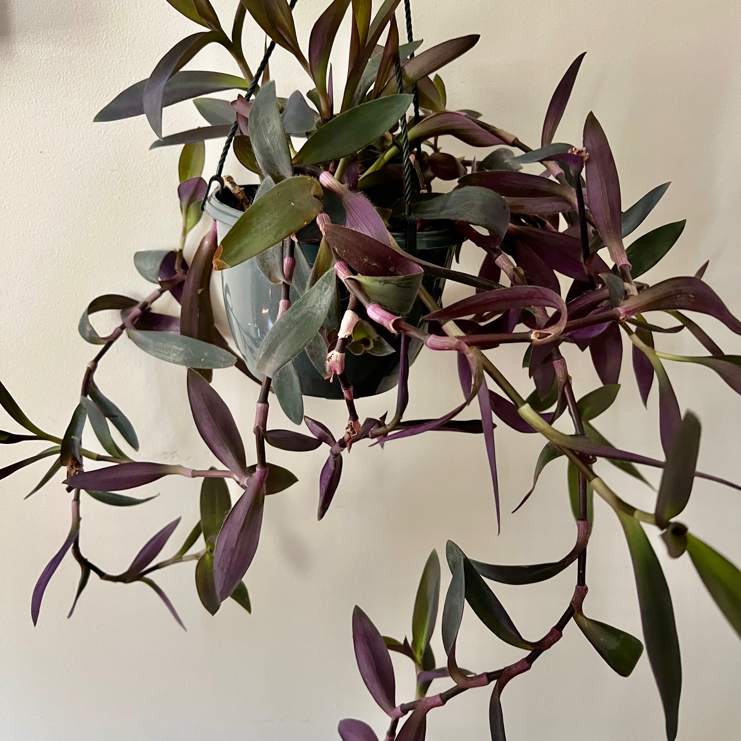 Healthy purple heart plant with vibrant purple lance-shaped leaves on trailing vines, potted indoors.