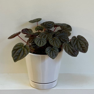 Emerald Ripple Peperomia plant in Catonsville, Maryland