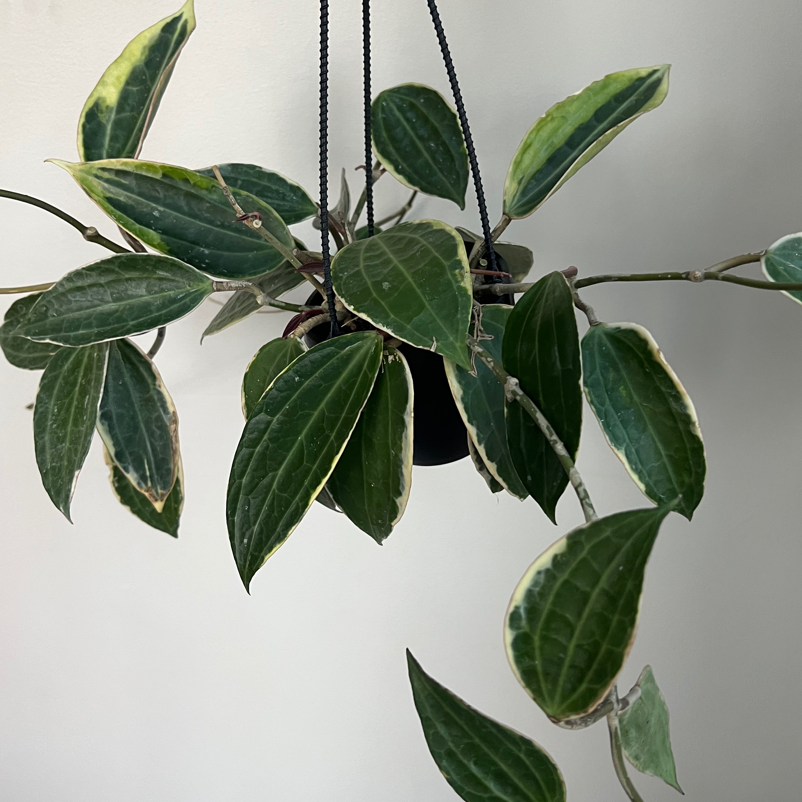 Hoya macrophylla plant in a hanging pot with minor leaf edge discoloration.