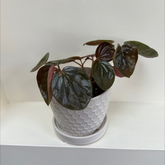 Peperomia 'Harmonys Great Pumpkin' plant in Catonsville, Maryland