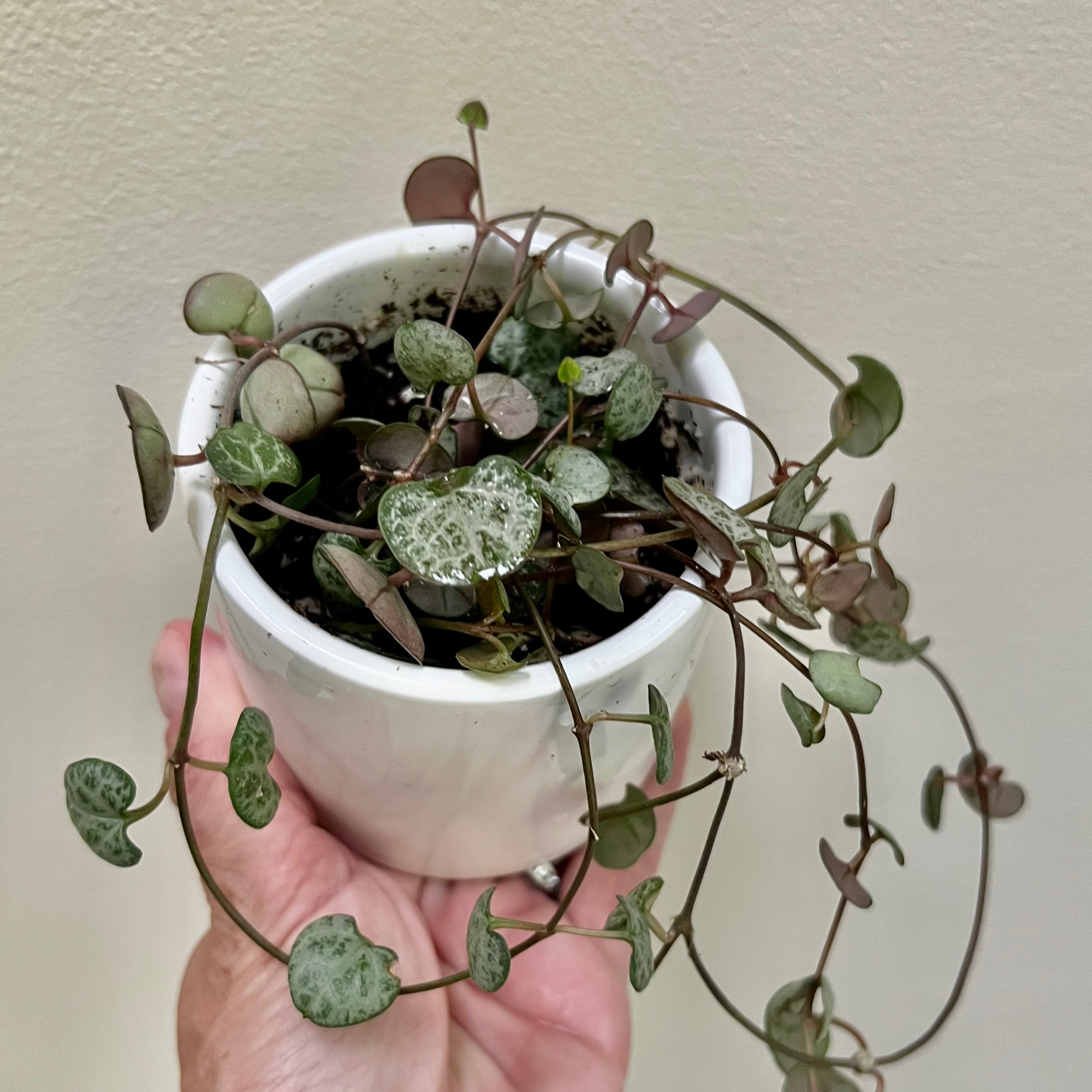 A hand holding a potted Chain of Hearts plant with variegated heart-shaped leaves trailing down from the planter.