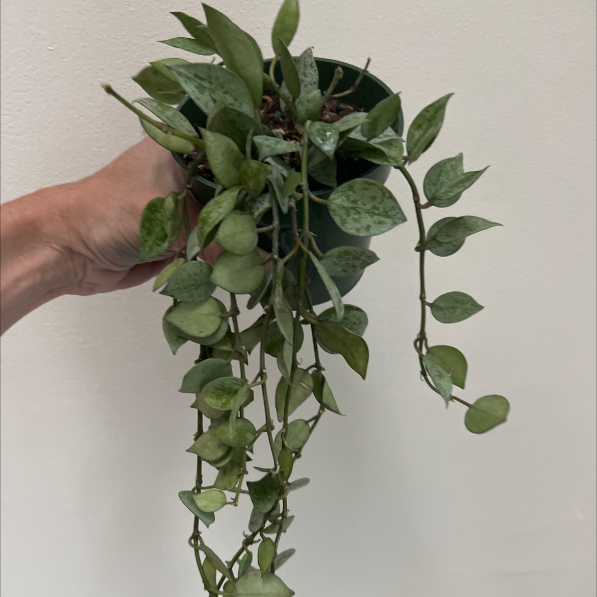 Hoya khroniana Silver Splash plant with trailing vines and silver-splashed leaves, held by a hand.