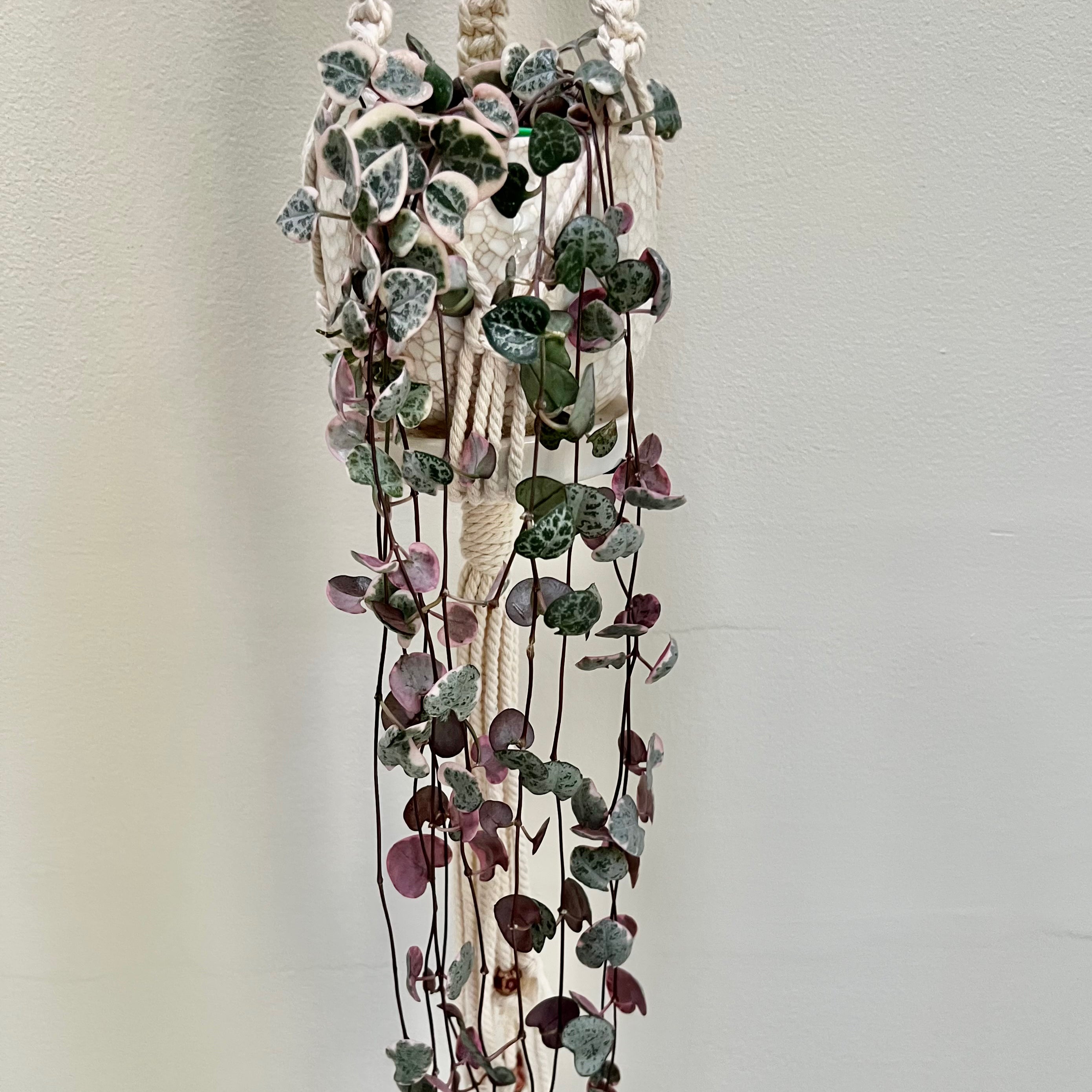 Black Spots on My variegated string of hearts Leaves