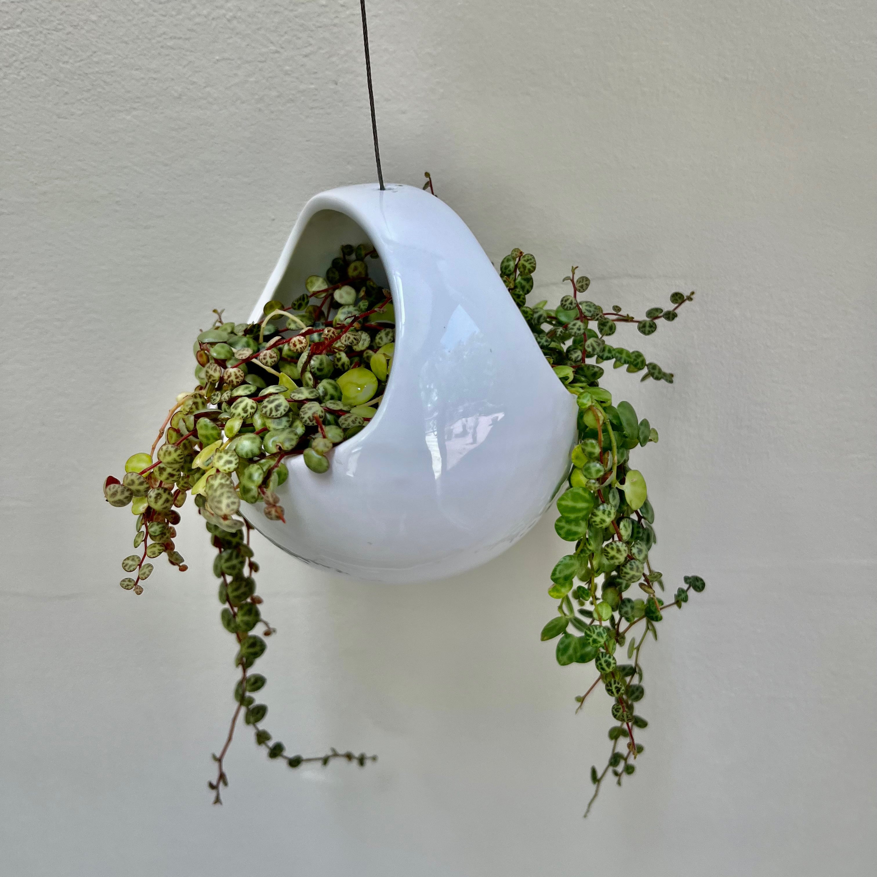 string of turtles yellow leaves