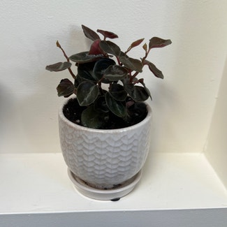 Peperomia Metallica plant in Catonsville, Maryland