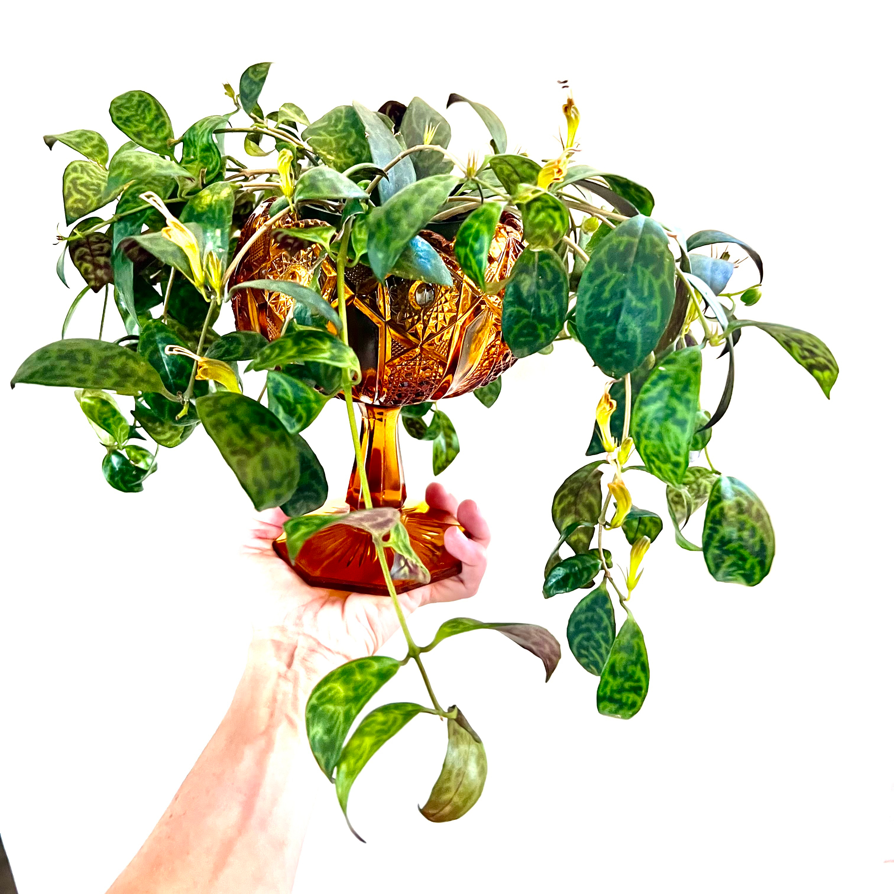 Black Pagoda Lipstick Plant with variegated leaves in a decorative pot, held by a hand.