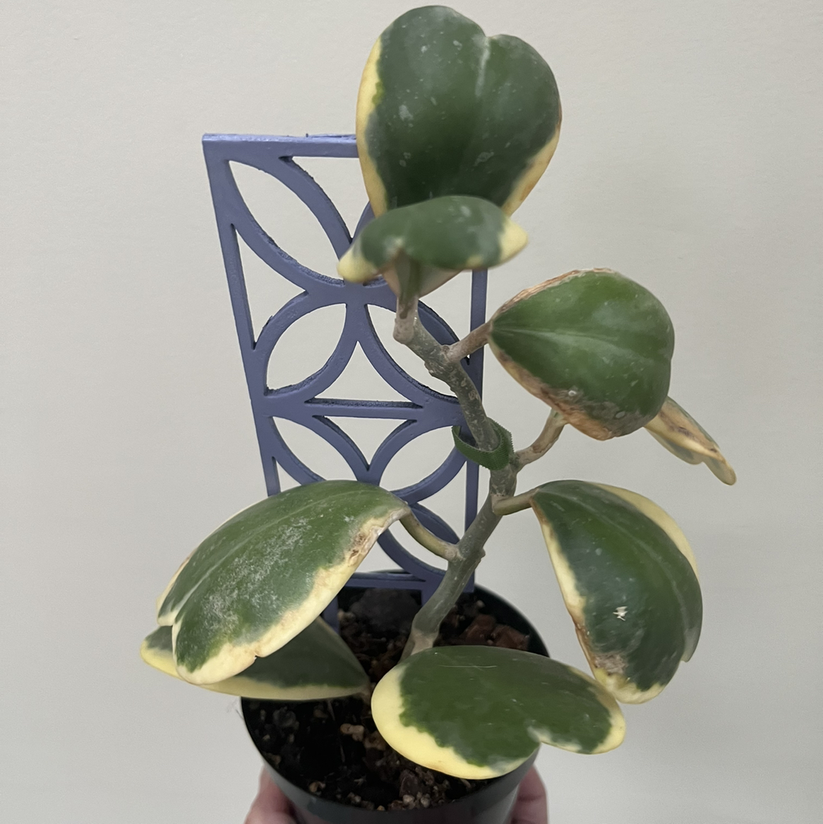 Variegated Heart Leaf Hoya plant with green and yellow leaves, held by a hand.