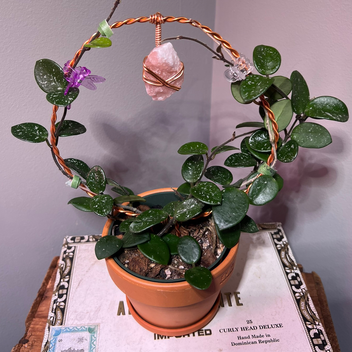 Hoya 'Mathilde' plant in a pot with a decorative wire frame and crystal.