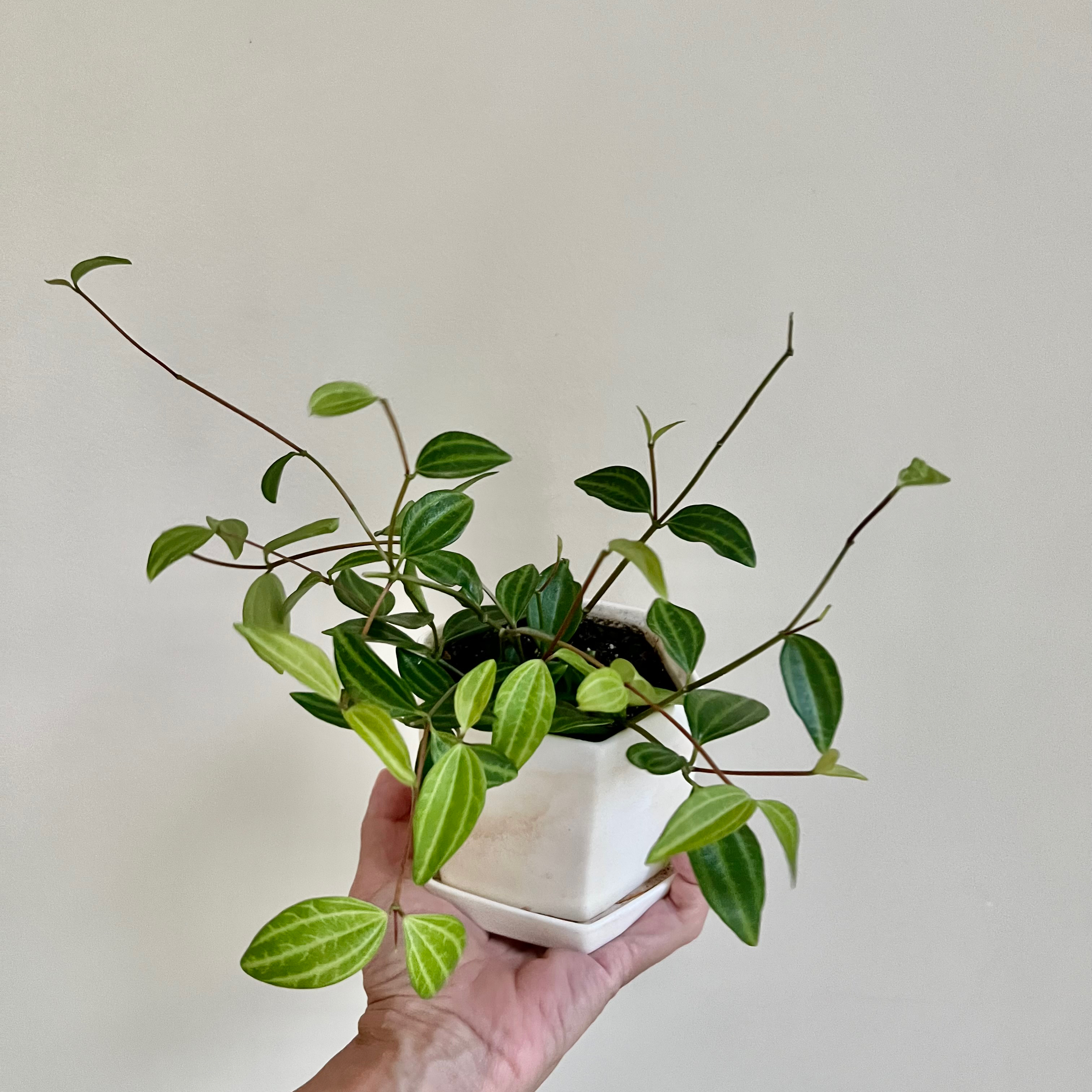 Beetle Peperomia plant in a white pot held by a hand, with vibrant green leaves.