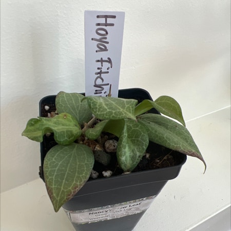 Photo of the plant species Hoya fitchii by Lynnja named Pax on Greg, the plant care app
