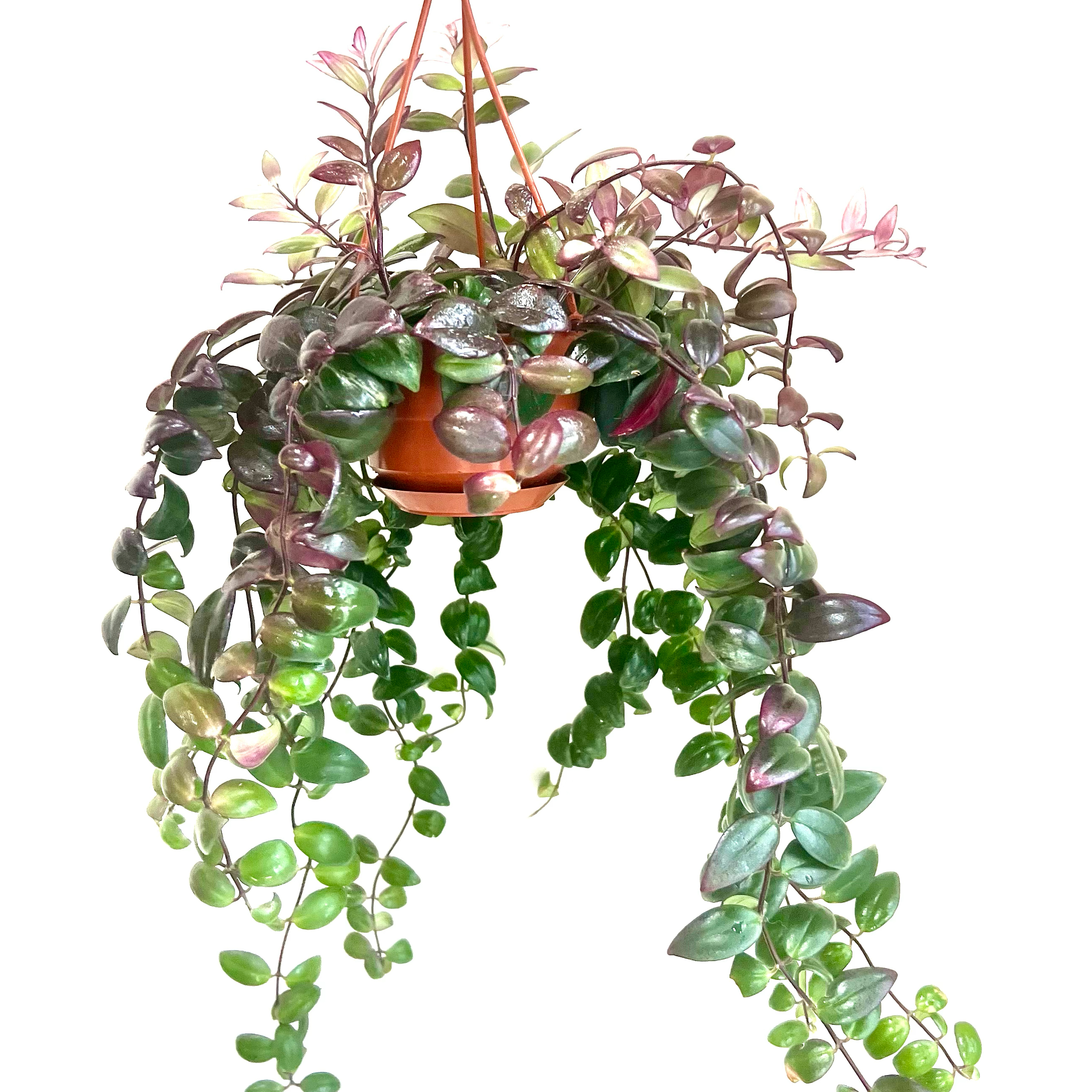 Variegated Lipstick Vine in a hanging pot with vibrant green and purple leaves.