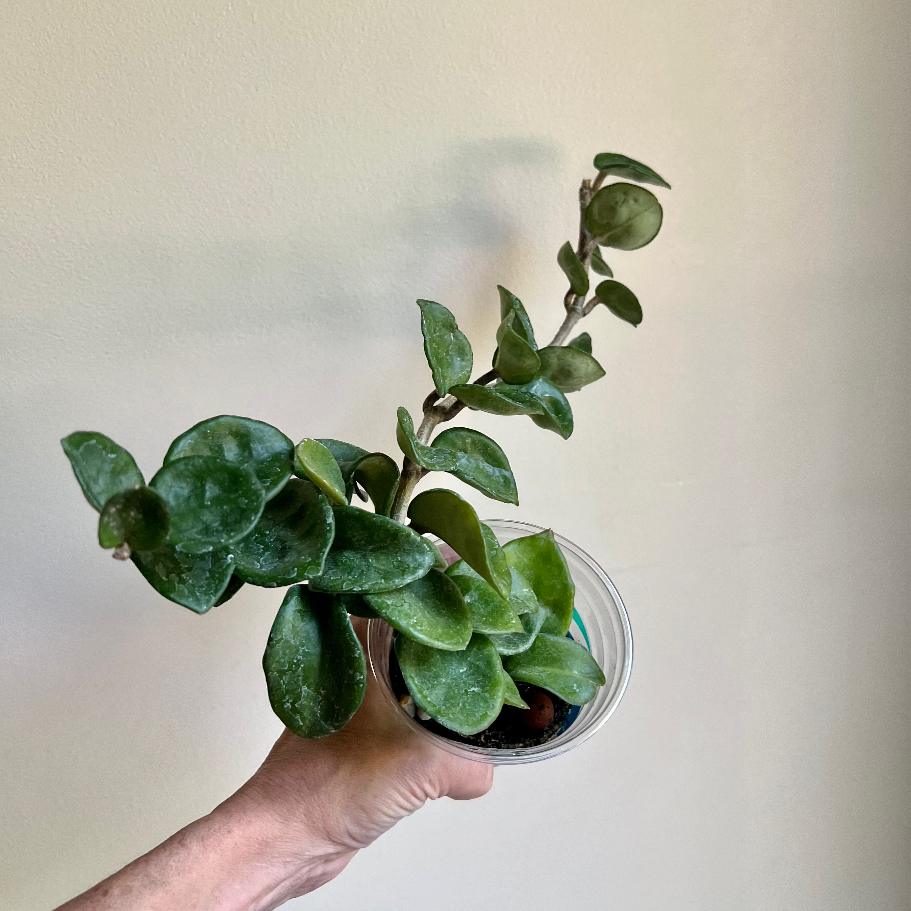 Chelsea Hoya plant held by a hand, showing healthy green leaves.