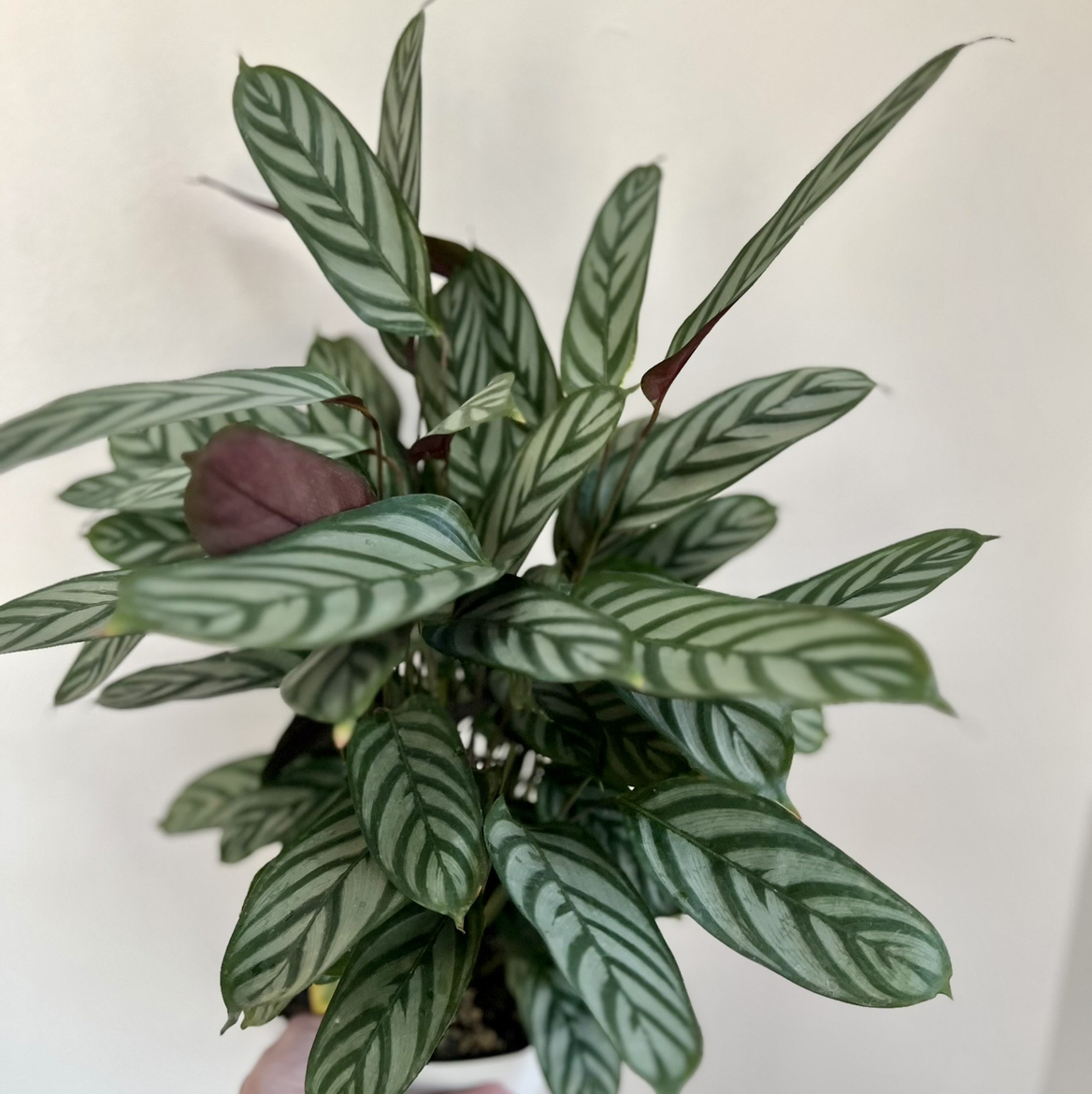 Never Never Ctenanthe plant with patterned leaves, appears healthy.