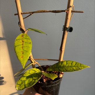 Stiff Leafed Hoya plant in Catonsville, Maryland