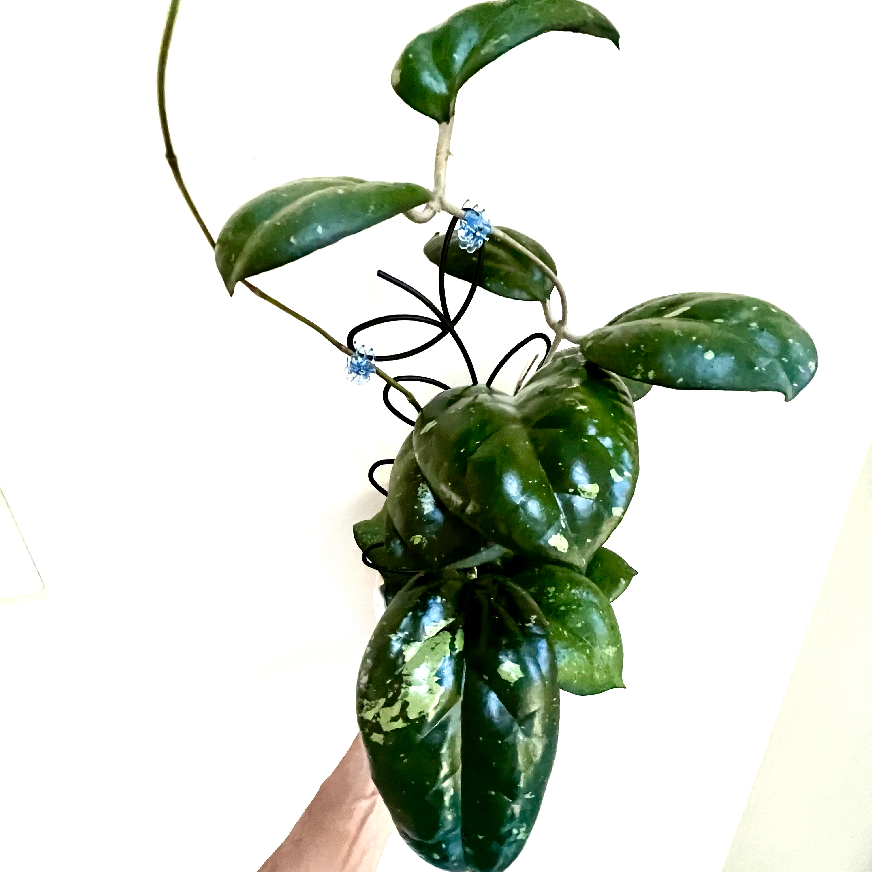 Photo of the plant species waxplant by @Lynnja named Hoya - Noelle on Greg, the plant care app