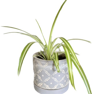Spider Plant plant in Catonsville, Maryland
