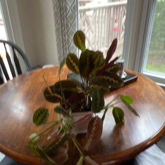 Red Prayer Plant plant in Catonsville, Maryland