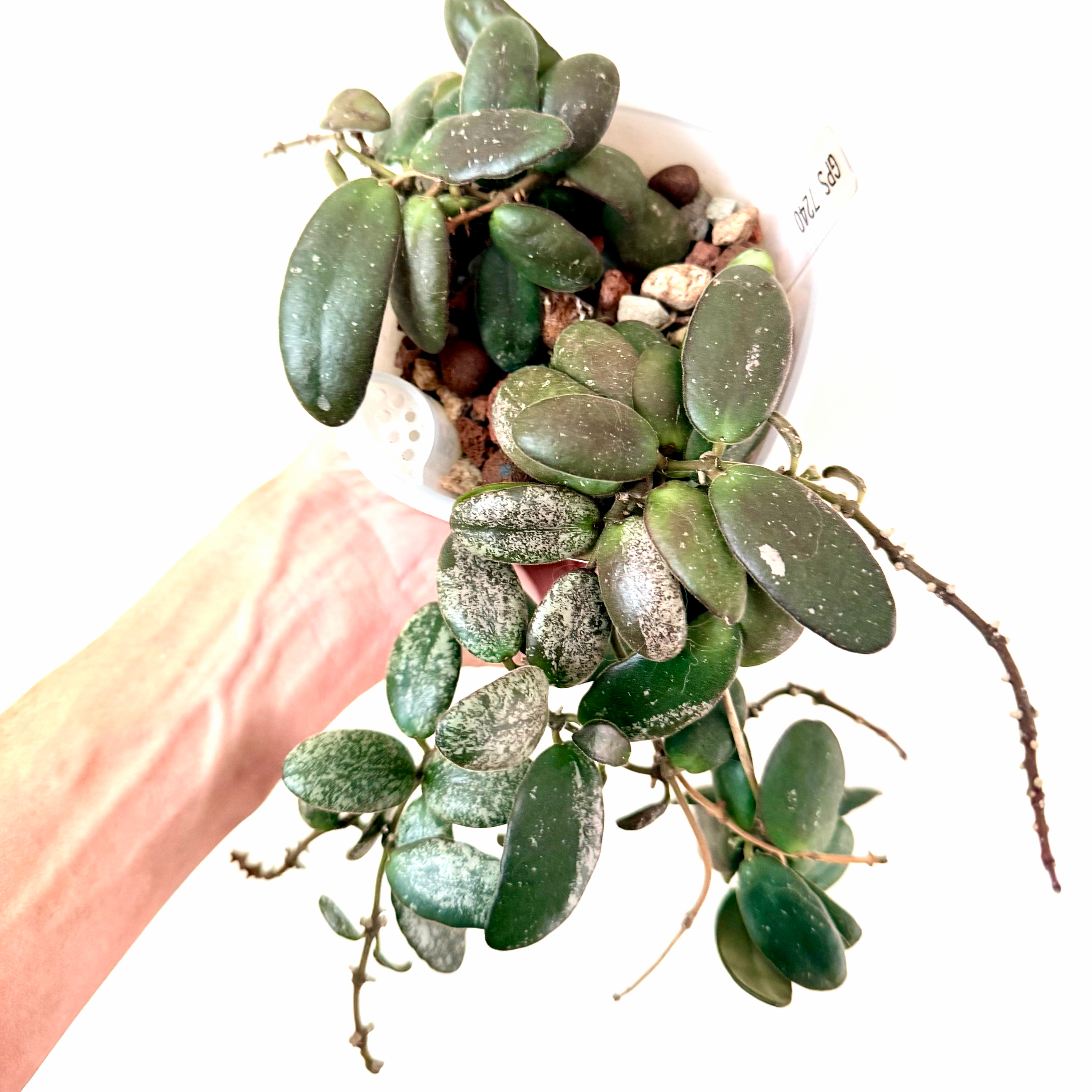 Photo of the plant species Hoya GPS 7240 by @Lynnja named Hoya - GPS 7240 on Greg, the plant care app