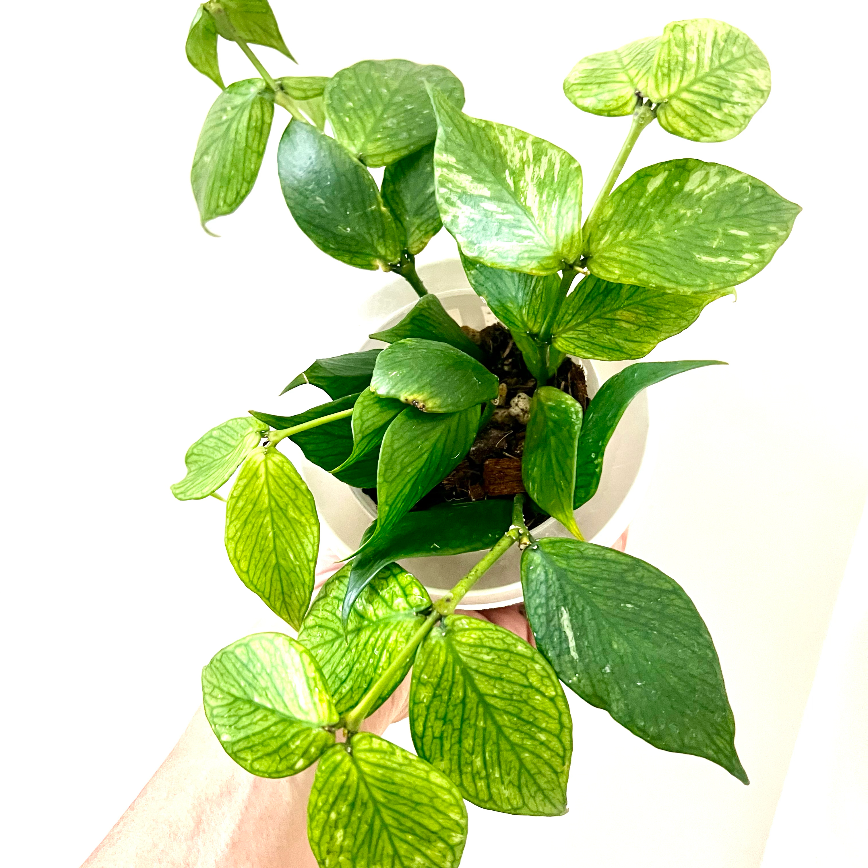 Fishtail Hoya plant with variegated green leaves in a white pot, some yellowing visible.