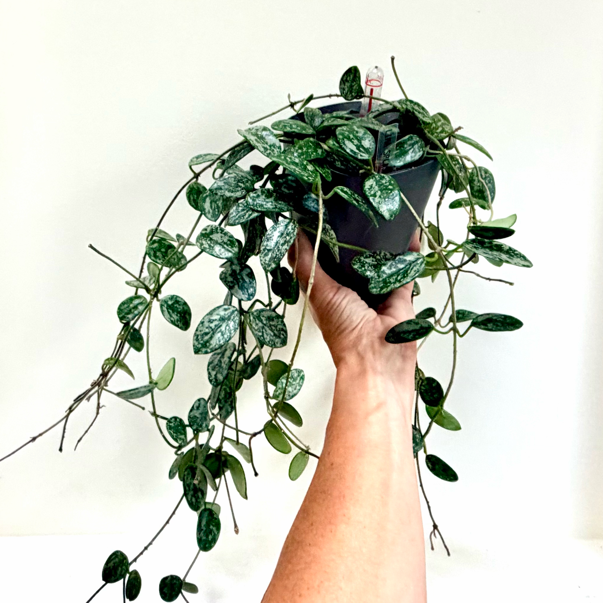 Photo of the plant species Hoya Lima Splash by @Lynnja named Hoya - Lima Splash on Greg, the plant care app