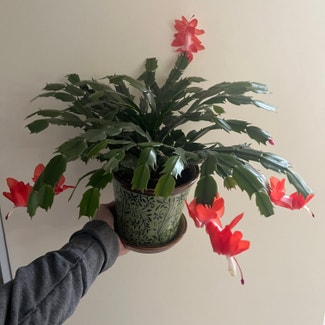 False Christmas Cactus plant in Catonsville, Maryland