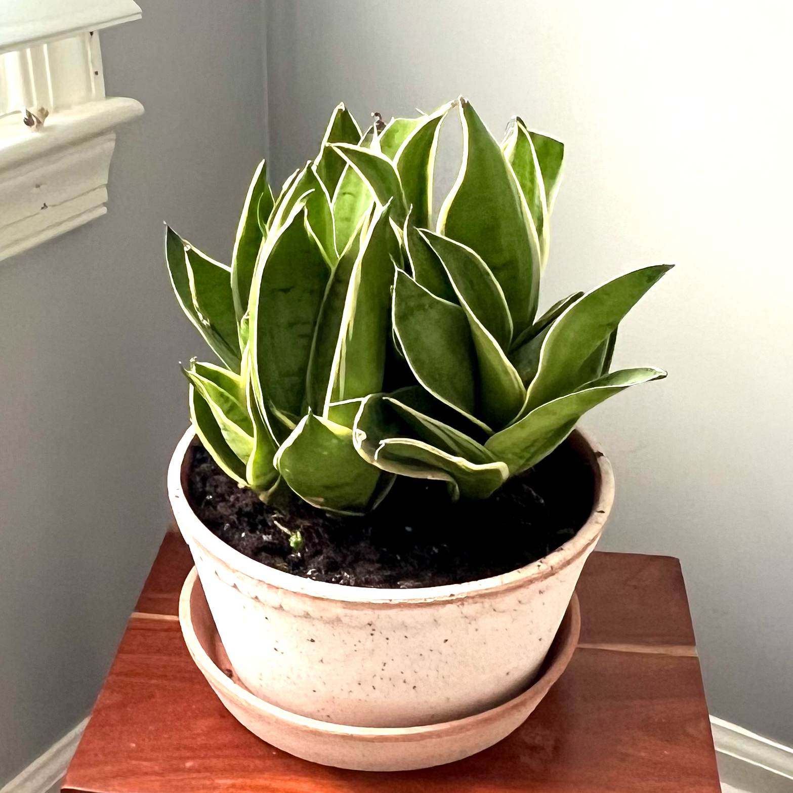 Photo of the plant species Sansevieria Night Owl by @Lynnja named Sansevieria - Night Owl on Greg, the plant care app