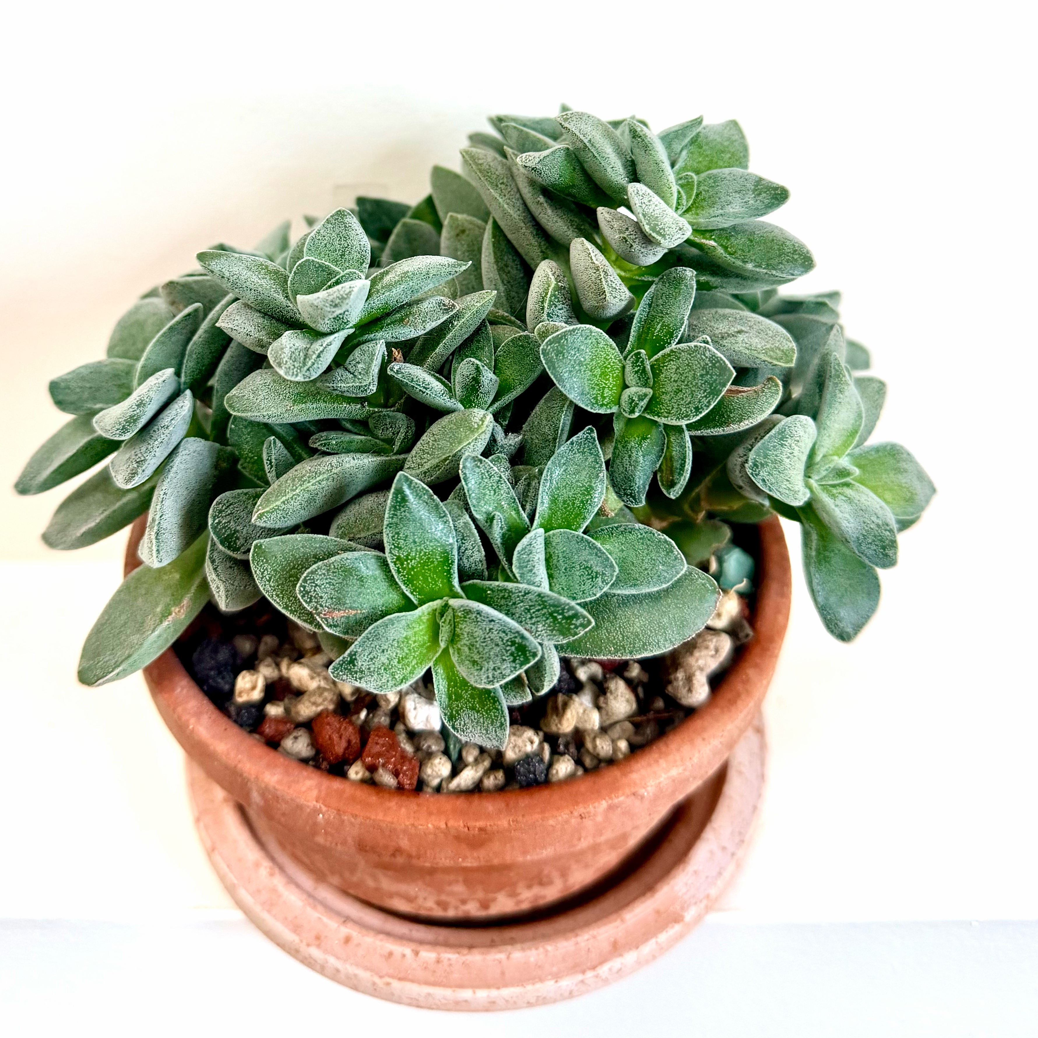 Photo of the plant species Crassula 'Morgan's Beauty' by @Lynnja named Crassula - Morgan’s Beauty on Greg, the plant care app