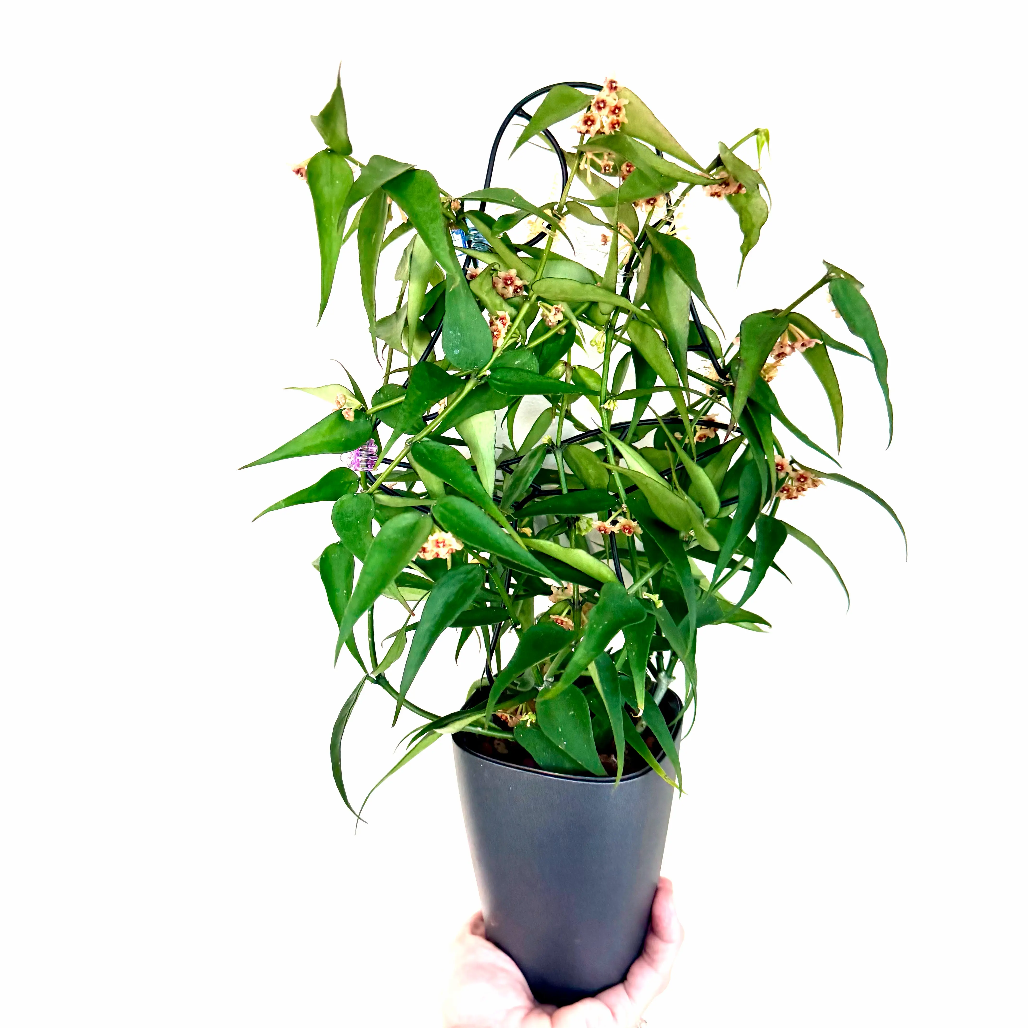 Photo of the plant species Hoya Burma by @Lynnja named Hoya - Burmonica on Greg, the plant care app