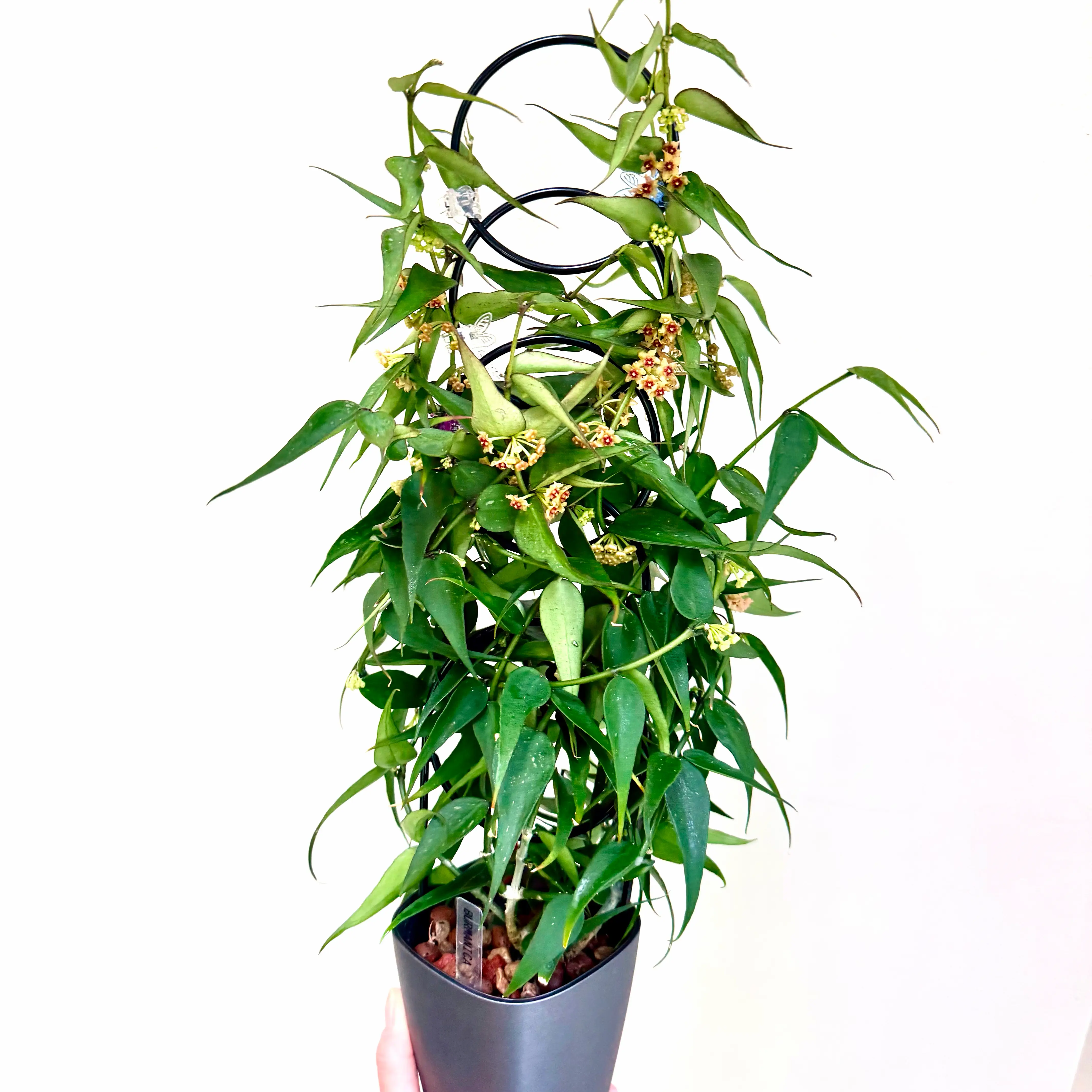 Photo of the plant species Hoya Burma by @Lynnja named Hoya - Burmonica on Greg, the plant care app