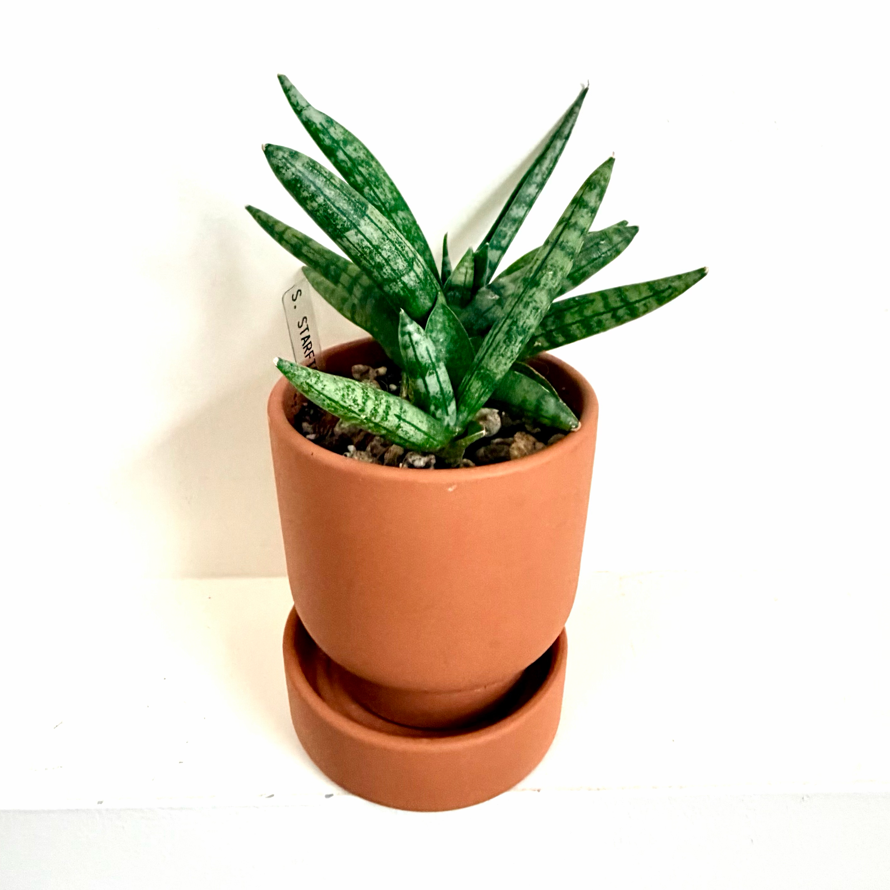 Photo of the plant species Starfish Snake Plant by @Lynnja named Sansevieria - Starfish small on Greg, the plant care app