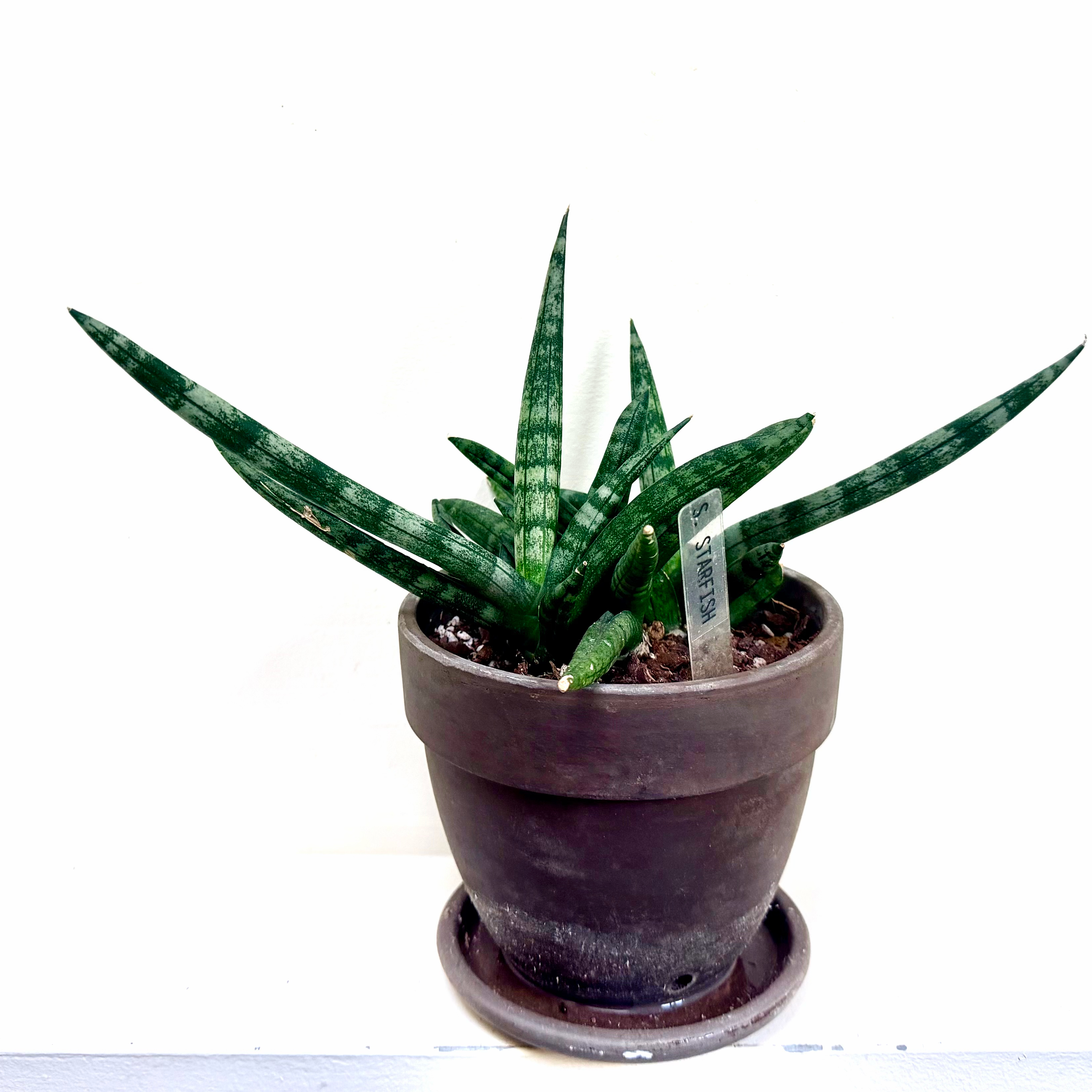Photo of the plant species Starfish Snake Plant by @Lynnja named Sansevieria - Starfish small on Greg, the plant care app