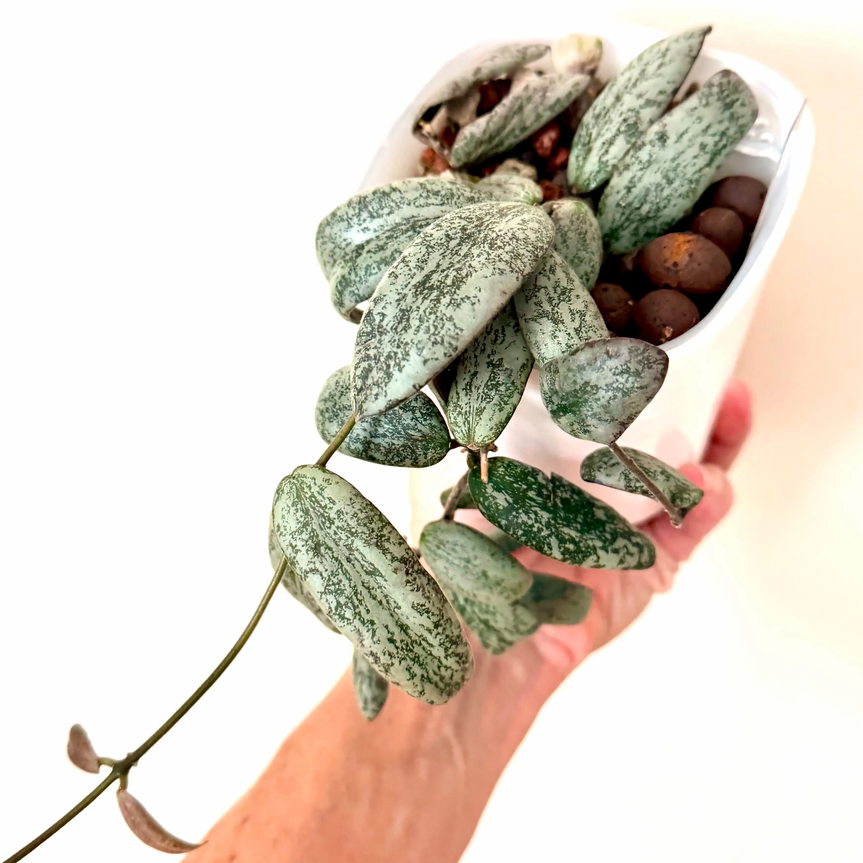 Photo of the plant species Hoya Sigillatis Borneo by @Lynnja named Hoya - Sigillatis Borneo on Greg, the plant care app