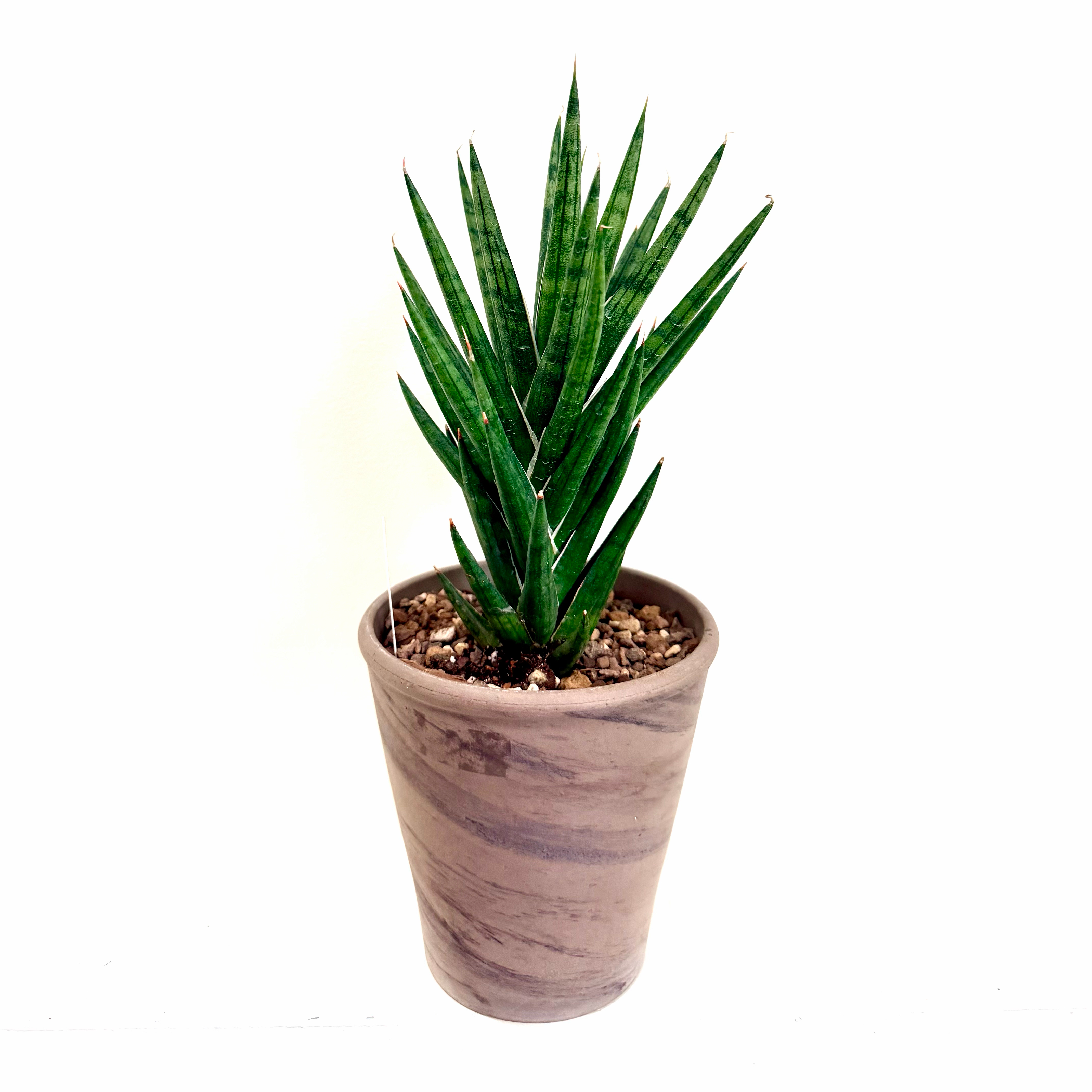 Photo of the plant species Sansevieria francisii by @Lynnja named Sansevieria Francisii on Greg, the plant care app