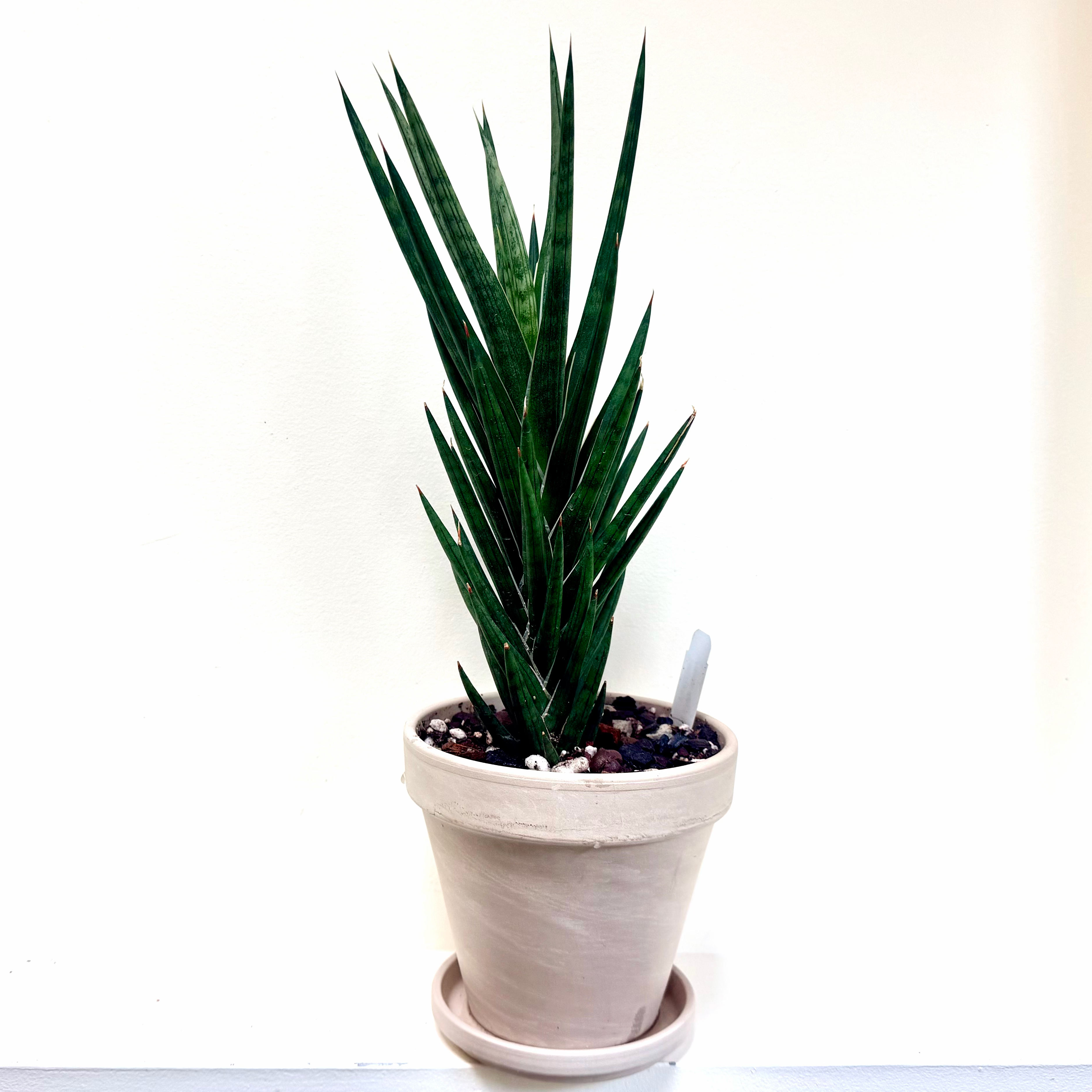 Photo of the plant species Sansevieria francisii by @Lynnja named Sansevieria Francisii on Greg, the plant care app