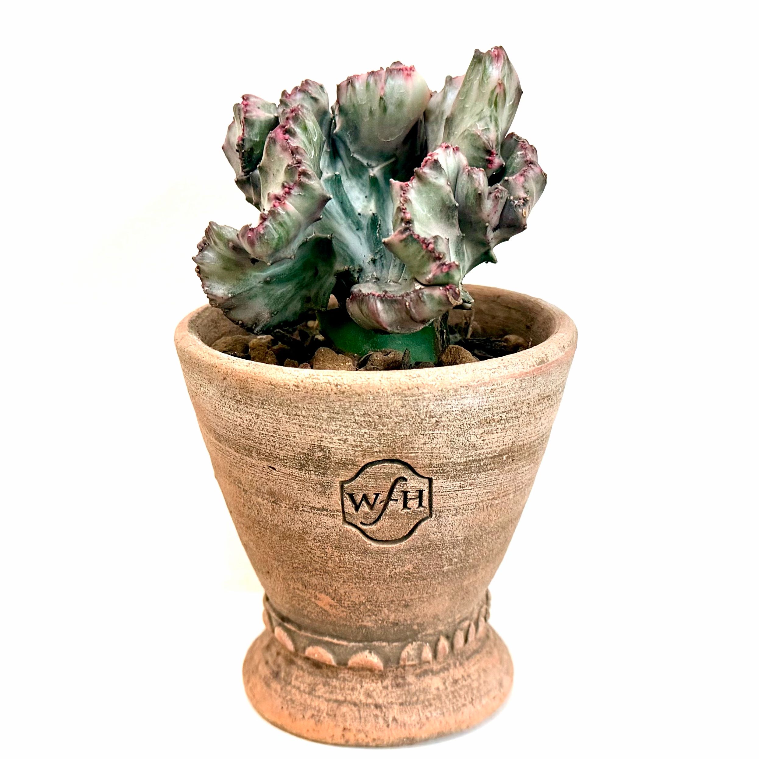 Photo of the plant species Green Coral Cactus by @Lynnja named Crested Euphorbia on Greg, the plant care app