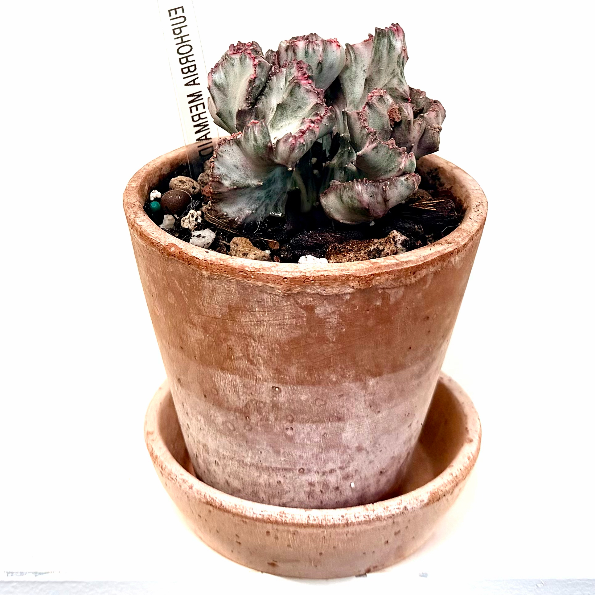 Photo of the plant species Green Coral Cactus by @Lynnja named Crested Euphorbia on Greg, the plant care app