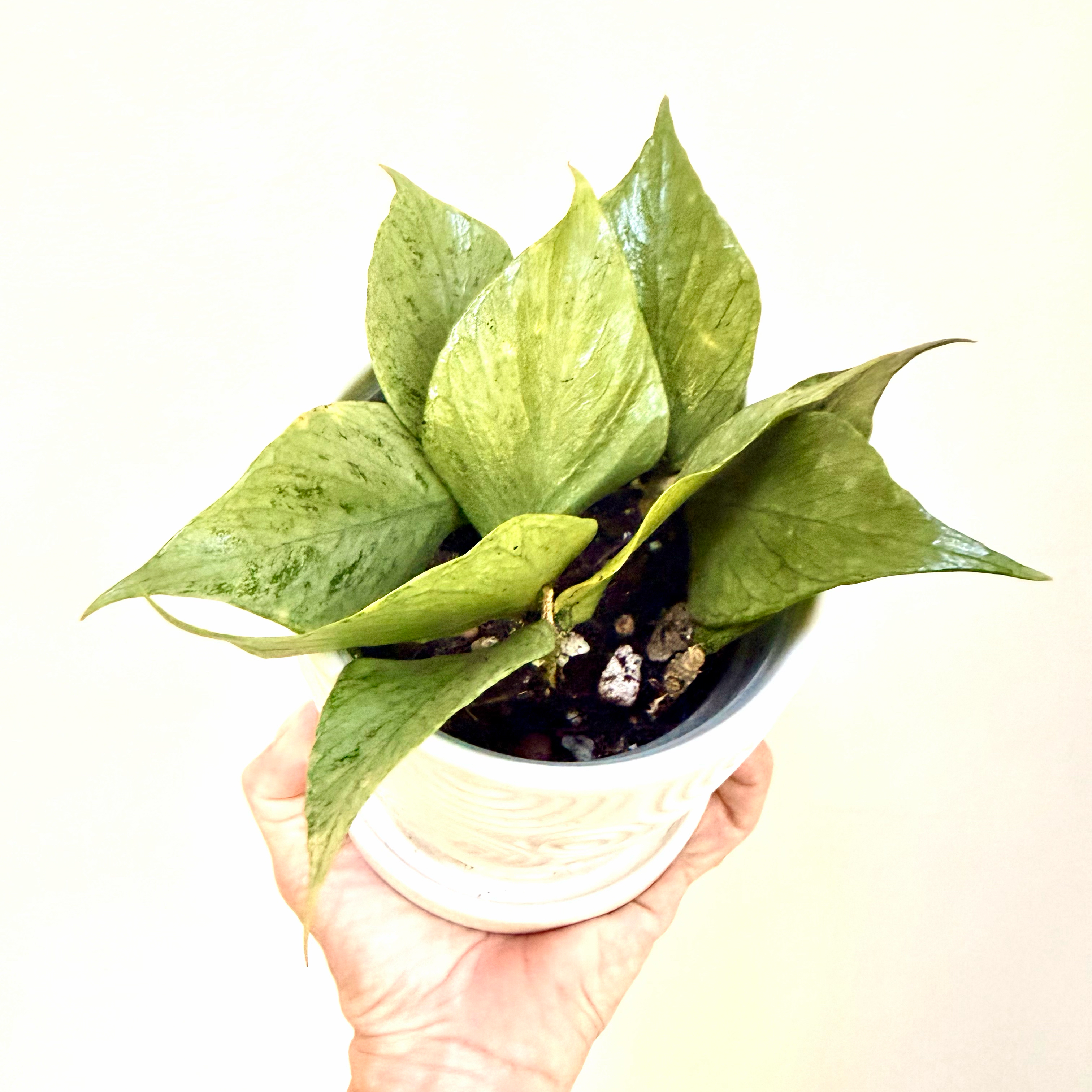 Photo of the plant species Broget Hoya by @Lynnja named Hoya - Polyneura Broget small on Greg, the plant care app