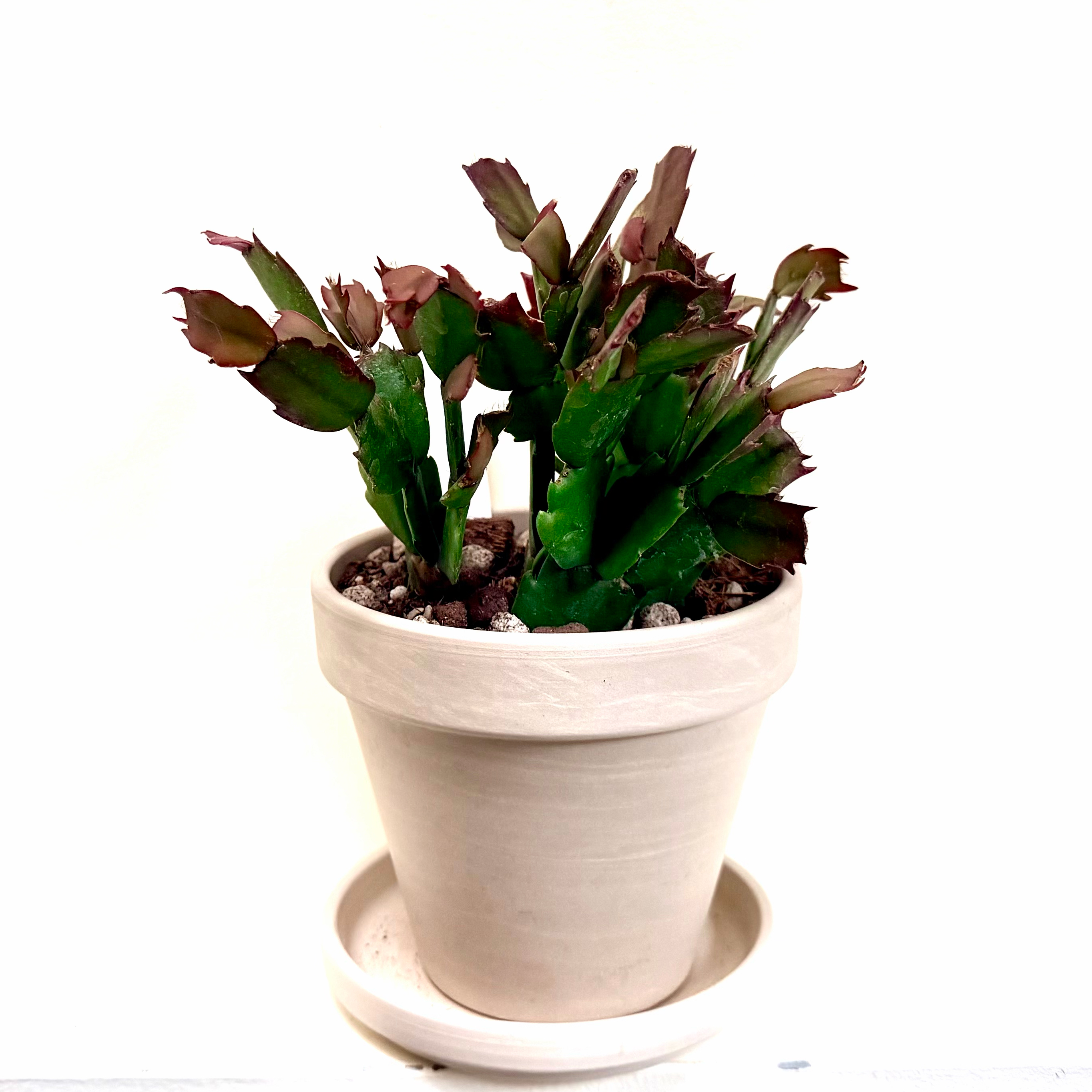 Photo of the plant species Schlumbergera 'Samba Brazil' by @Lynnja named Zygo cactus - Samba Brazil on Greg, the plant care app
