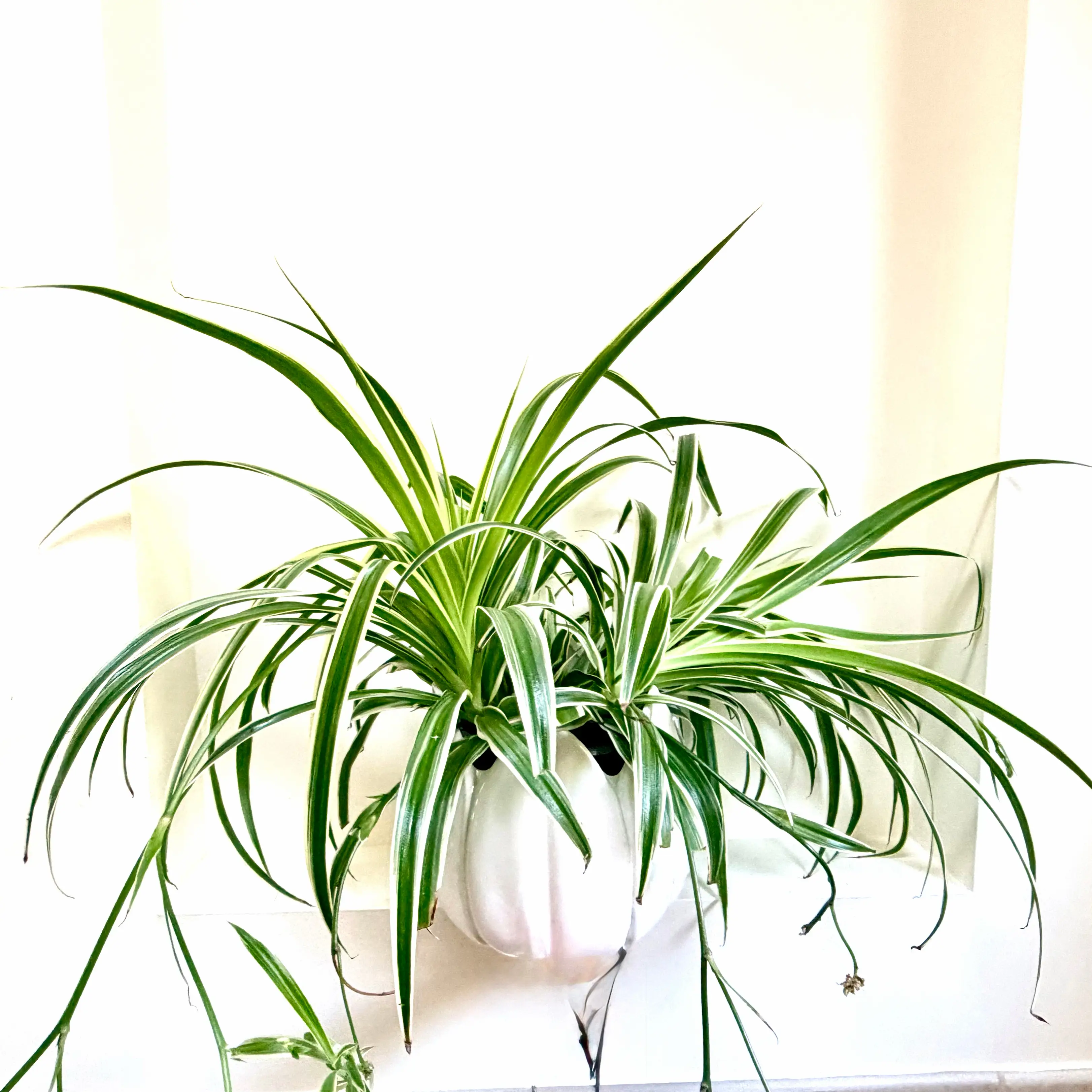 Photo of the plant species Ocean Spider Plant by @Lynnja named Spider - Ocean on Greg, the plant care app