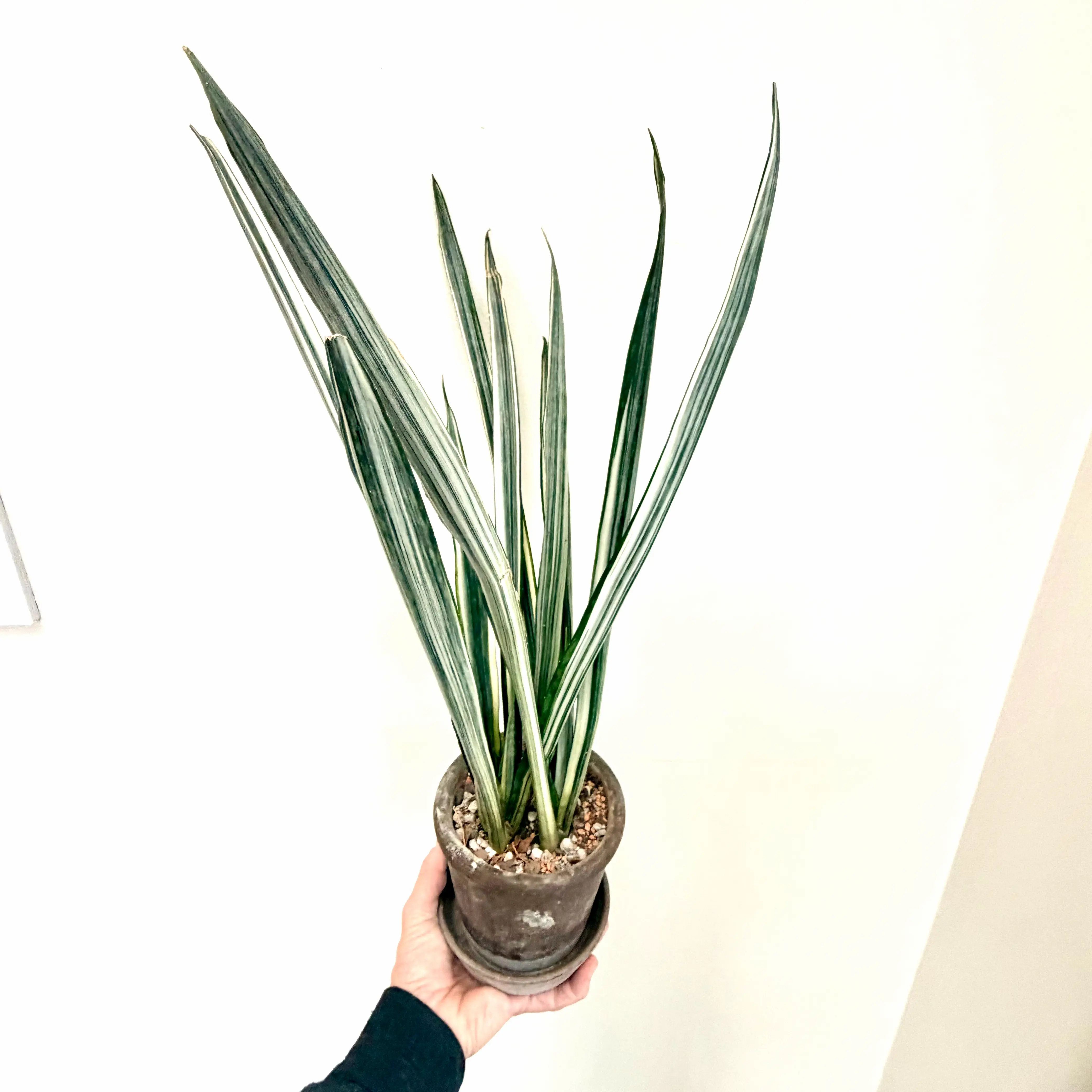Photo of the plant species White Sansevieria by @Lynnja named Sansevieria - Bantel’s Sensation on Greg, the plant care app