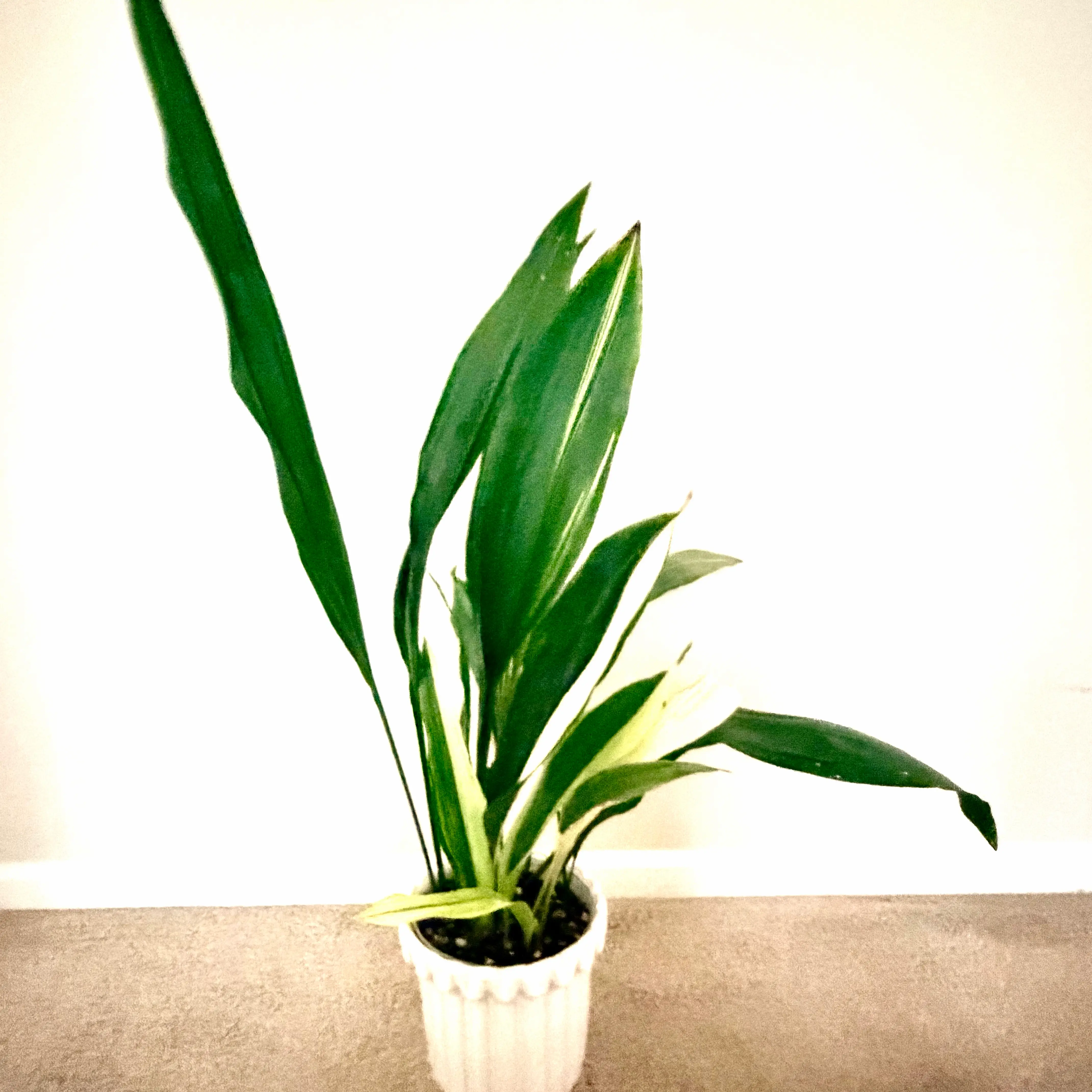Photo of the plant species Variegated Cast Iron Plant by @Lynnja named Cast Iron - variegated and akebono on Greg, the plant care app