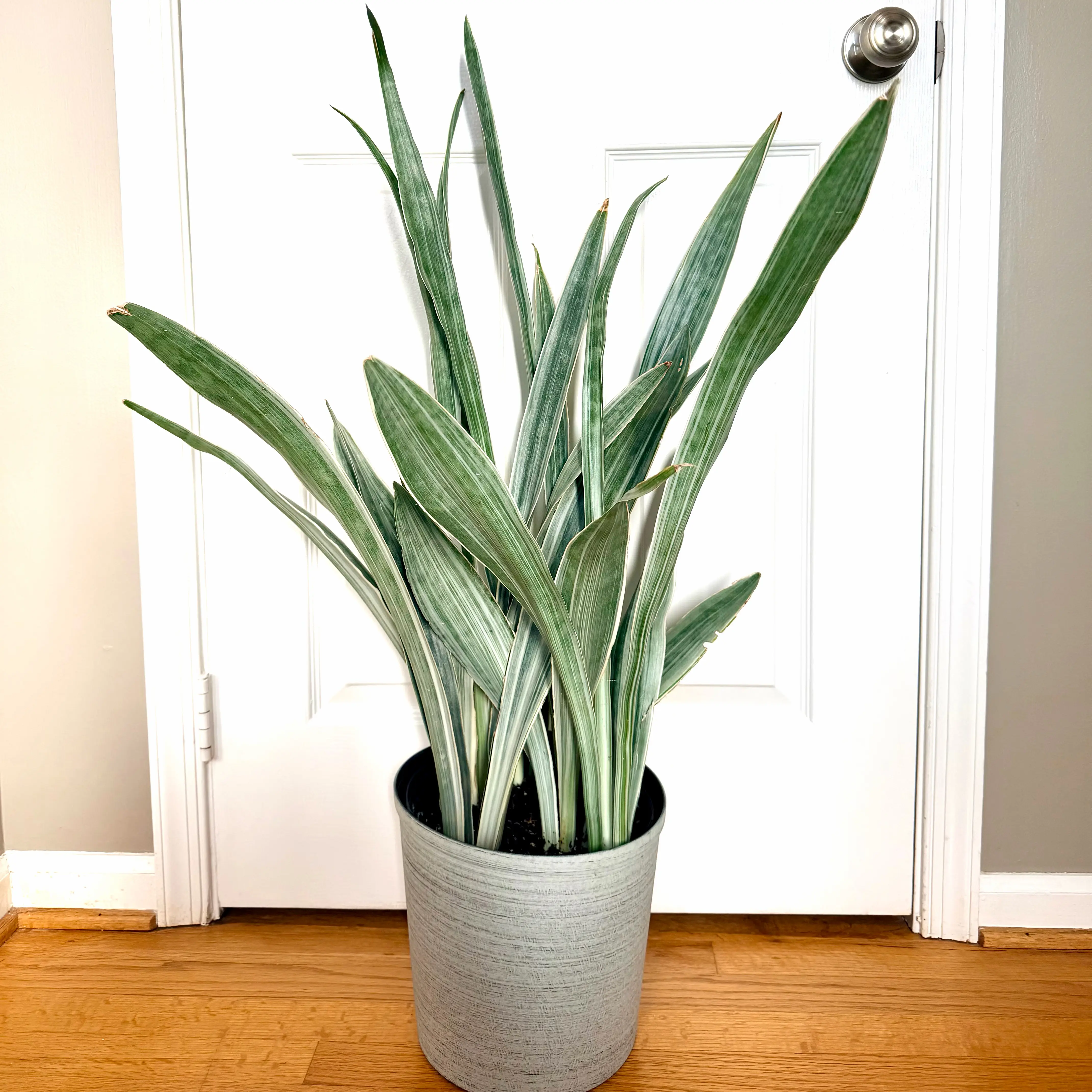 Photo of the plant species Snake Plant by @Lynnja named Sansevieria - Sayuri on Greg, the plant care app