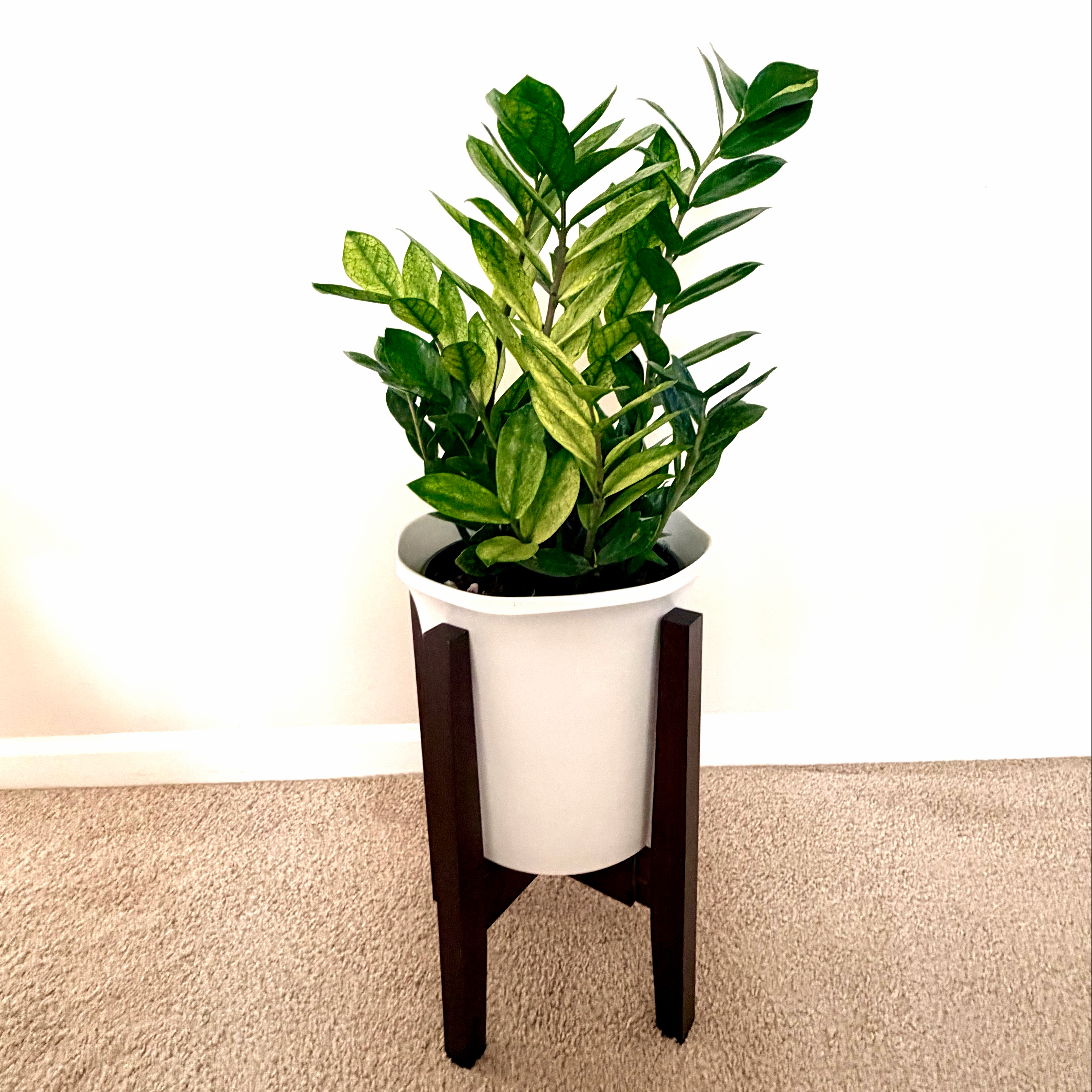 Photo of the plant species ZZ chameleon by @Lynnja named ZZ - Chameleon on Greg, the plant care app