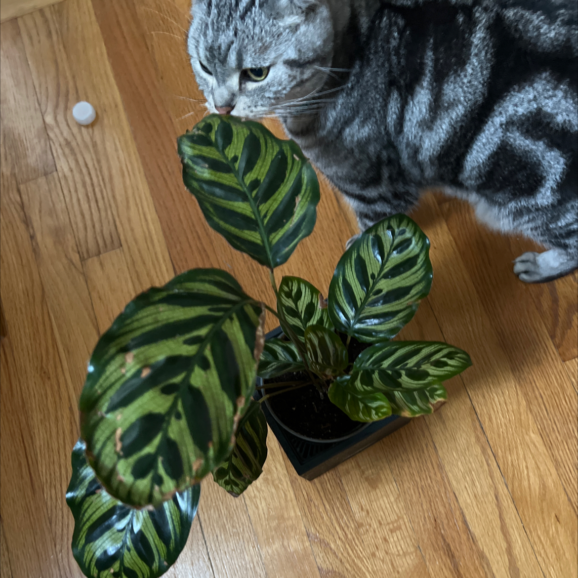 Cathedral Windows plant with variegated leaves and a cat nearby on a wooden floor.