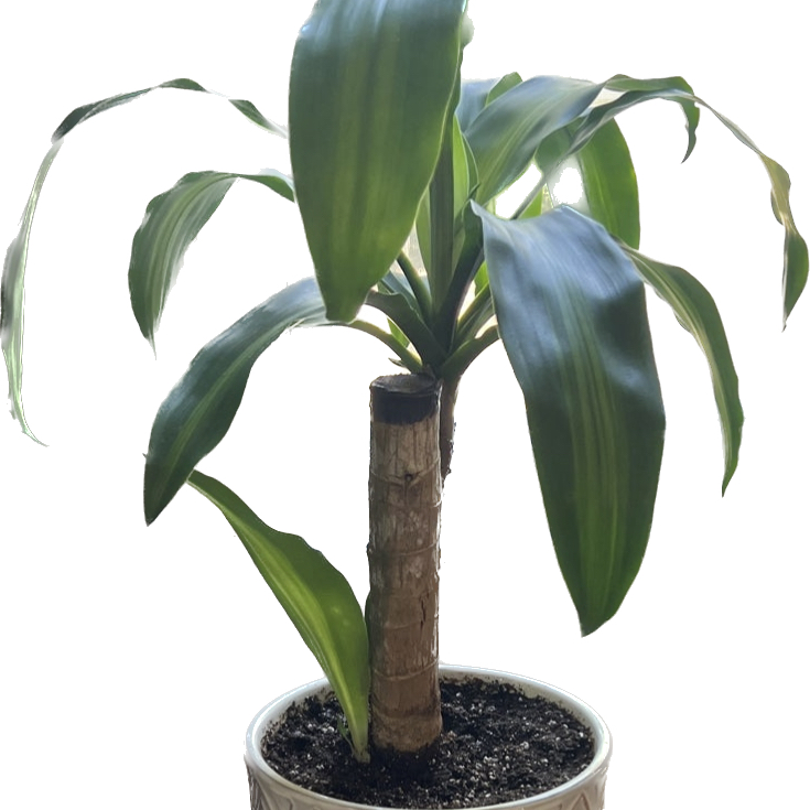 Dracaena Massangeana plant in a pot with mostly healthy leaves.